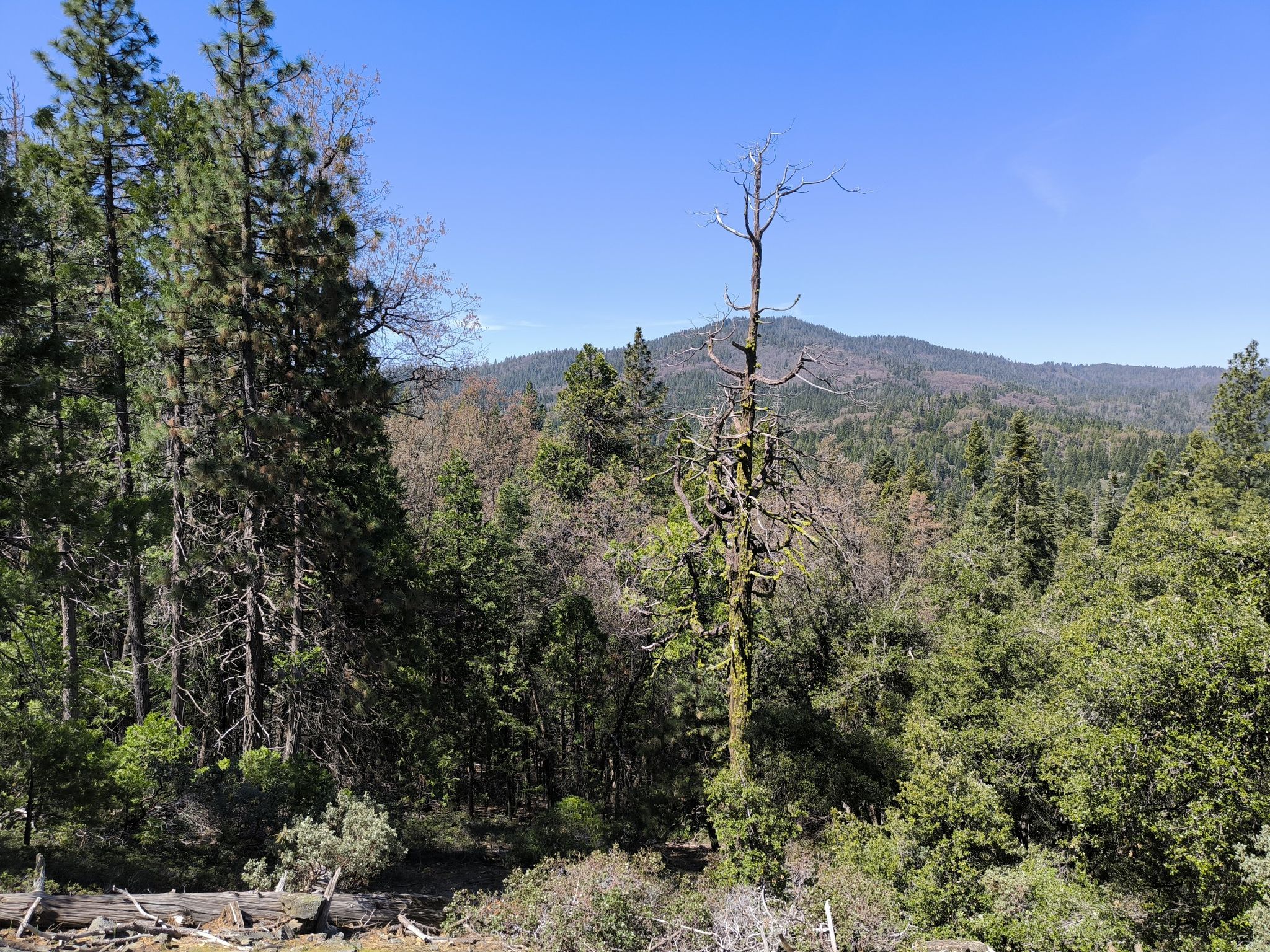 Mountain landscape with dense forest, green and dead trees, under a blue sky. - Washburn Trail
