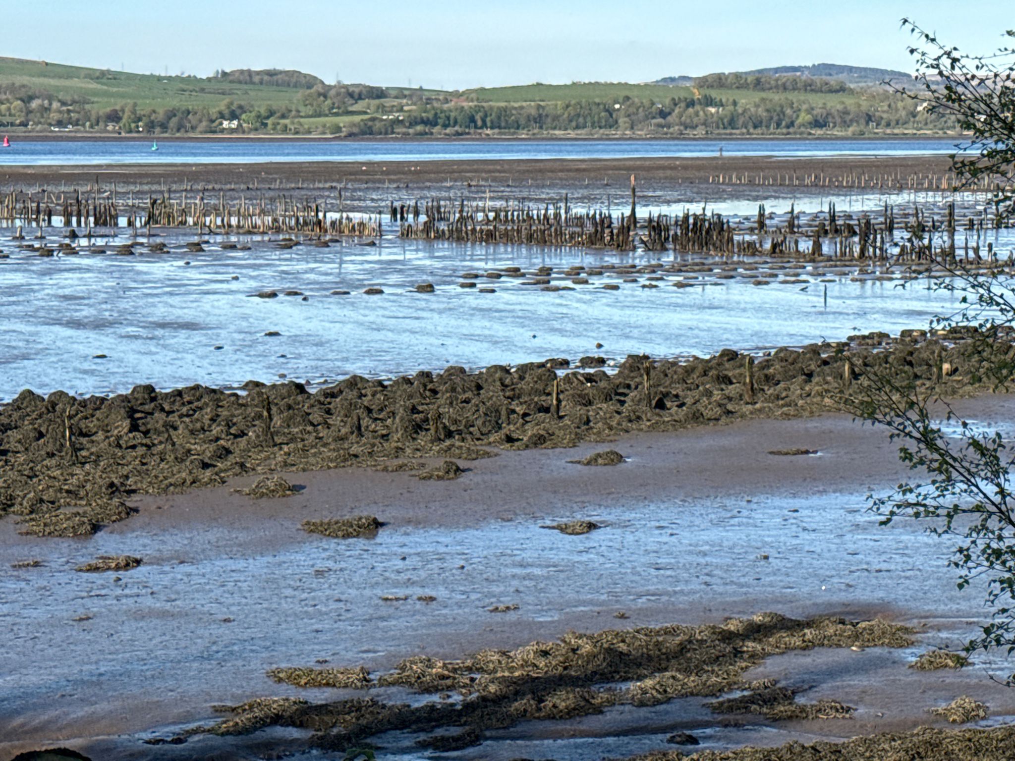 Timber Ponds on the Clyde