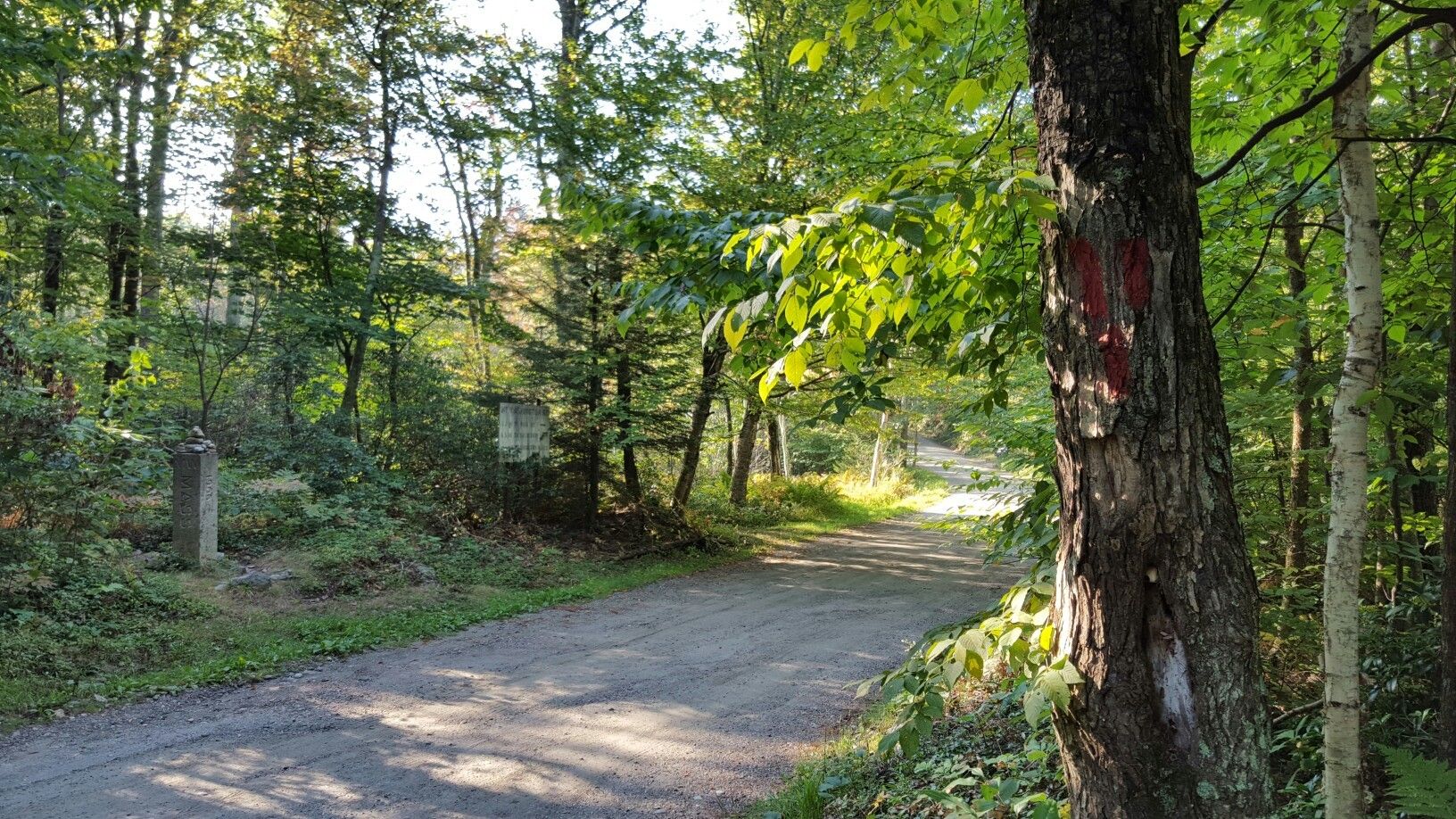 Sunlit dirt road winding through a lush green forest with tall trees. - Nordwest Road and Racebrook Trail - Mount Washington State Forest