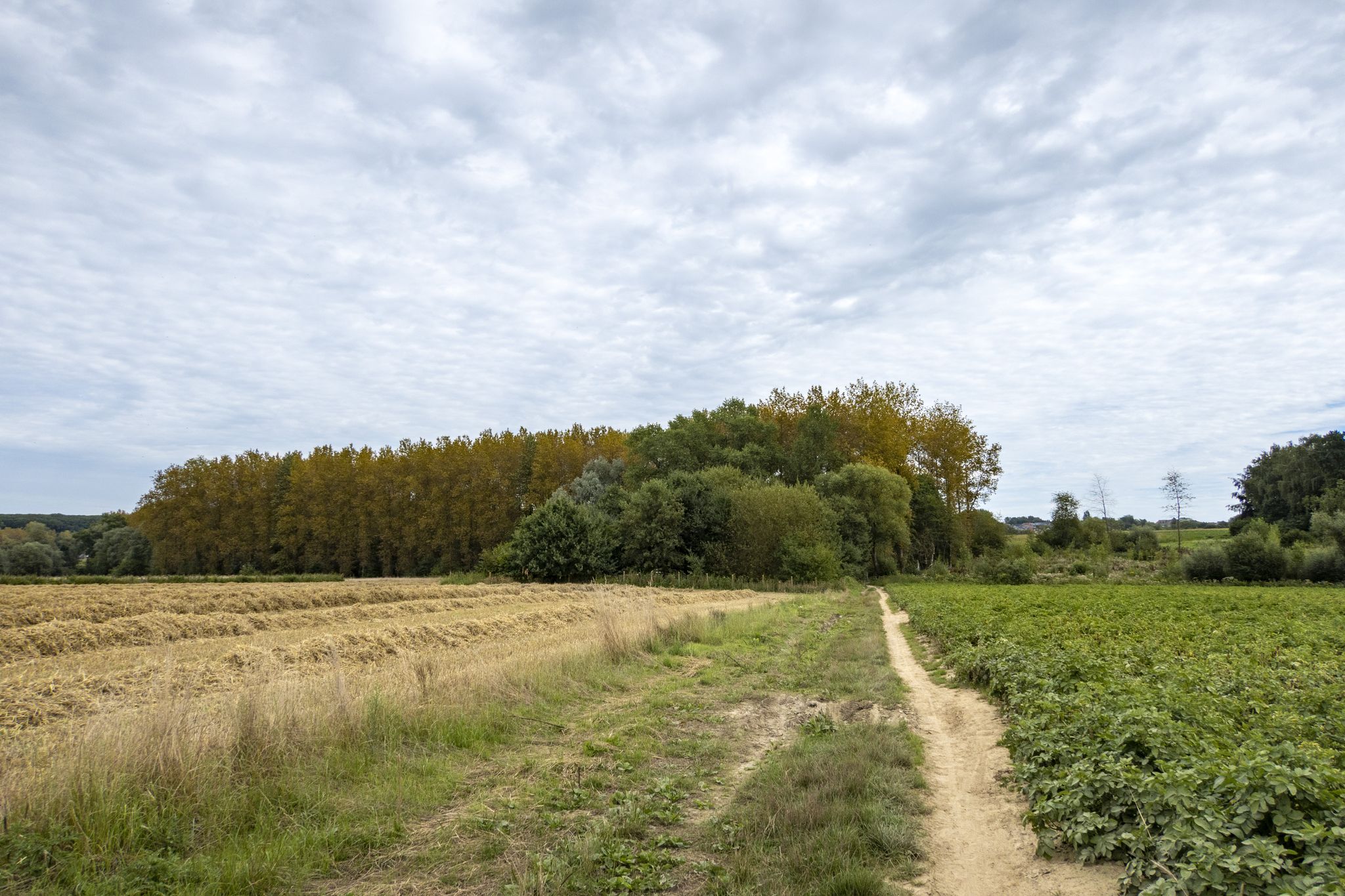Door de velden richting Asse-Ter-Heide