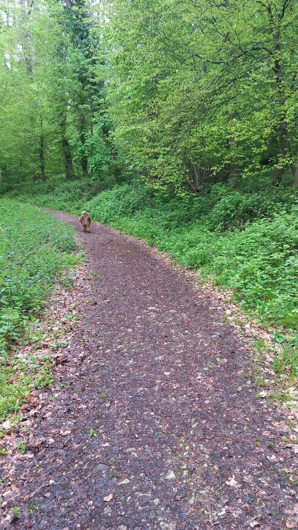 chemin dans les bois