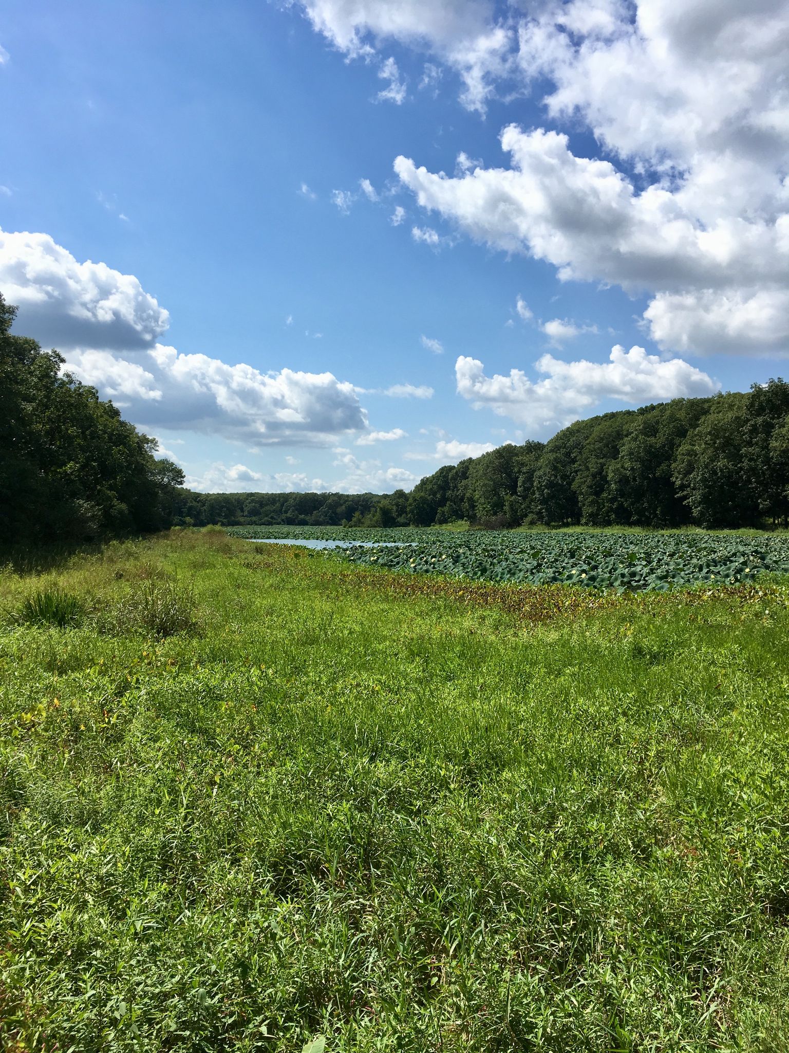 Grassy field leading to a lake with green plants under a cloudy blue sky. - Palos Orange Trail