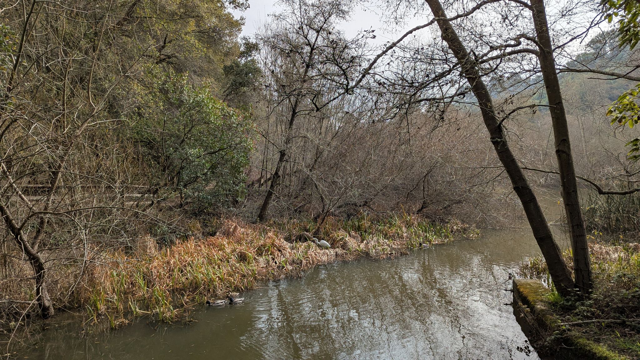 Ducks swim in a calm river surrounded by bare and green trees. - Wildcat Creek Trail – Inspiration Point Overlook loop from MacArthur