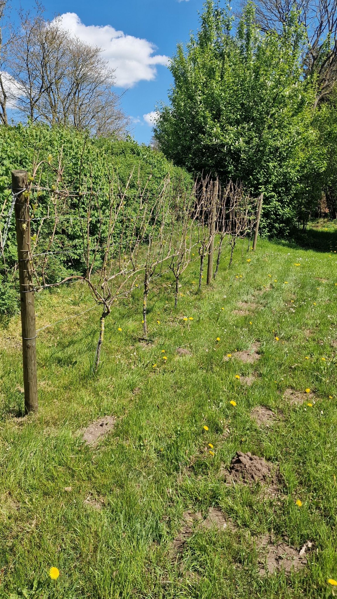 Schafflunder Weinberg