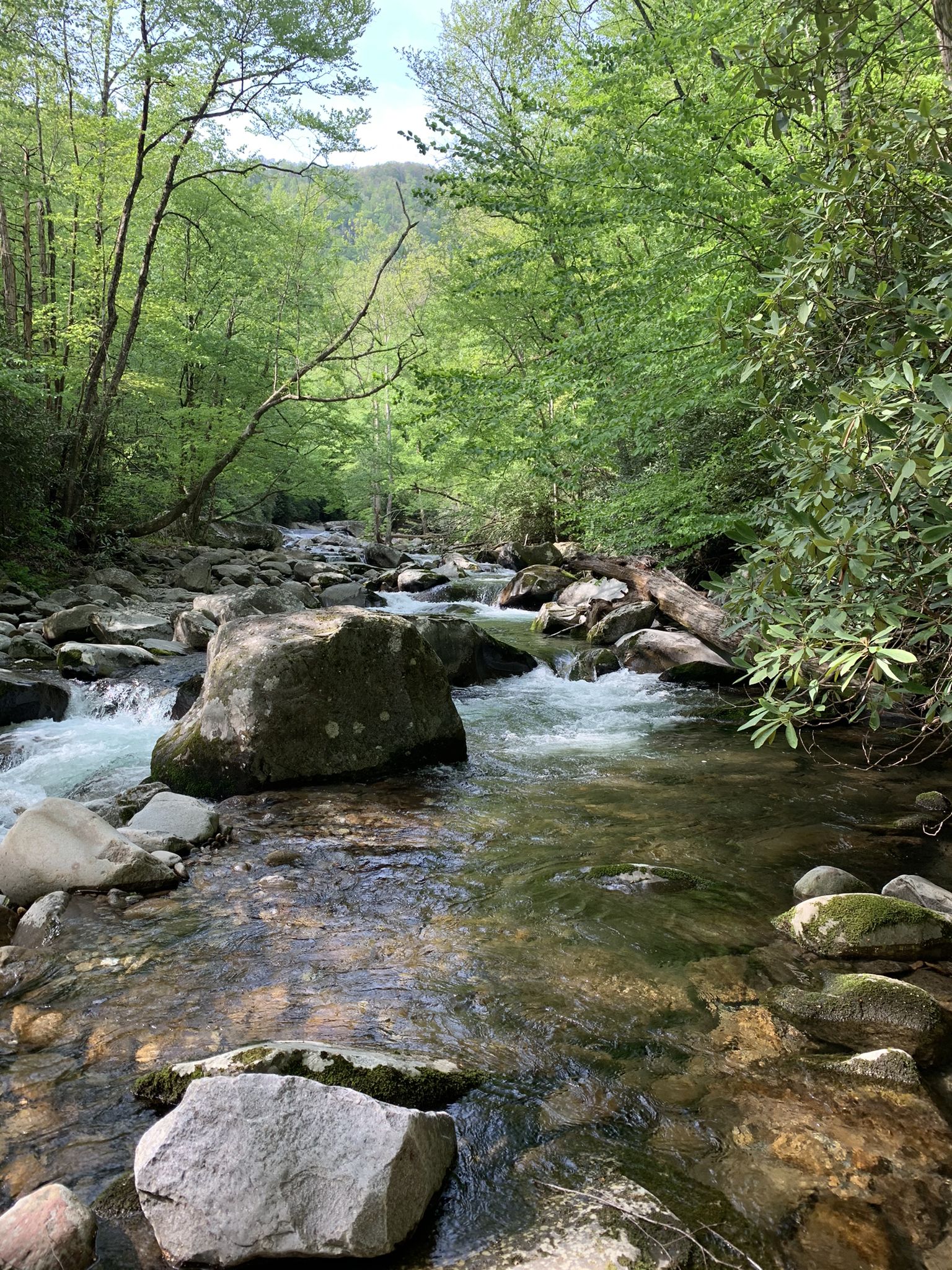 A clear, rocky river flows through a vibrant green forest on a sunny day. - Mouse Creek Falls via Big Creek Trail