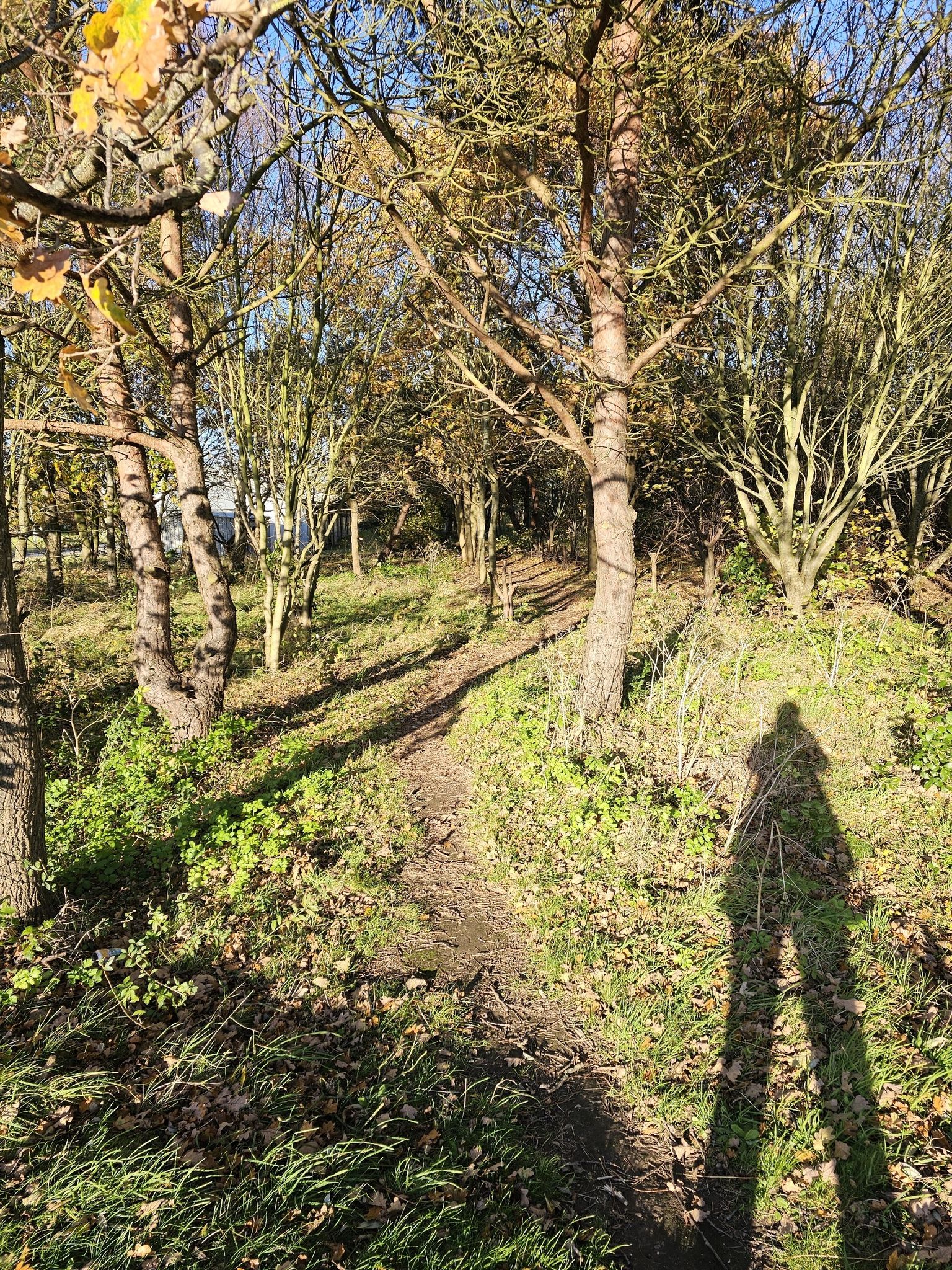 another woodland path to your left, if you fancy it