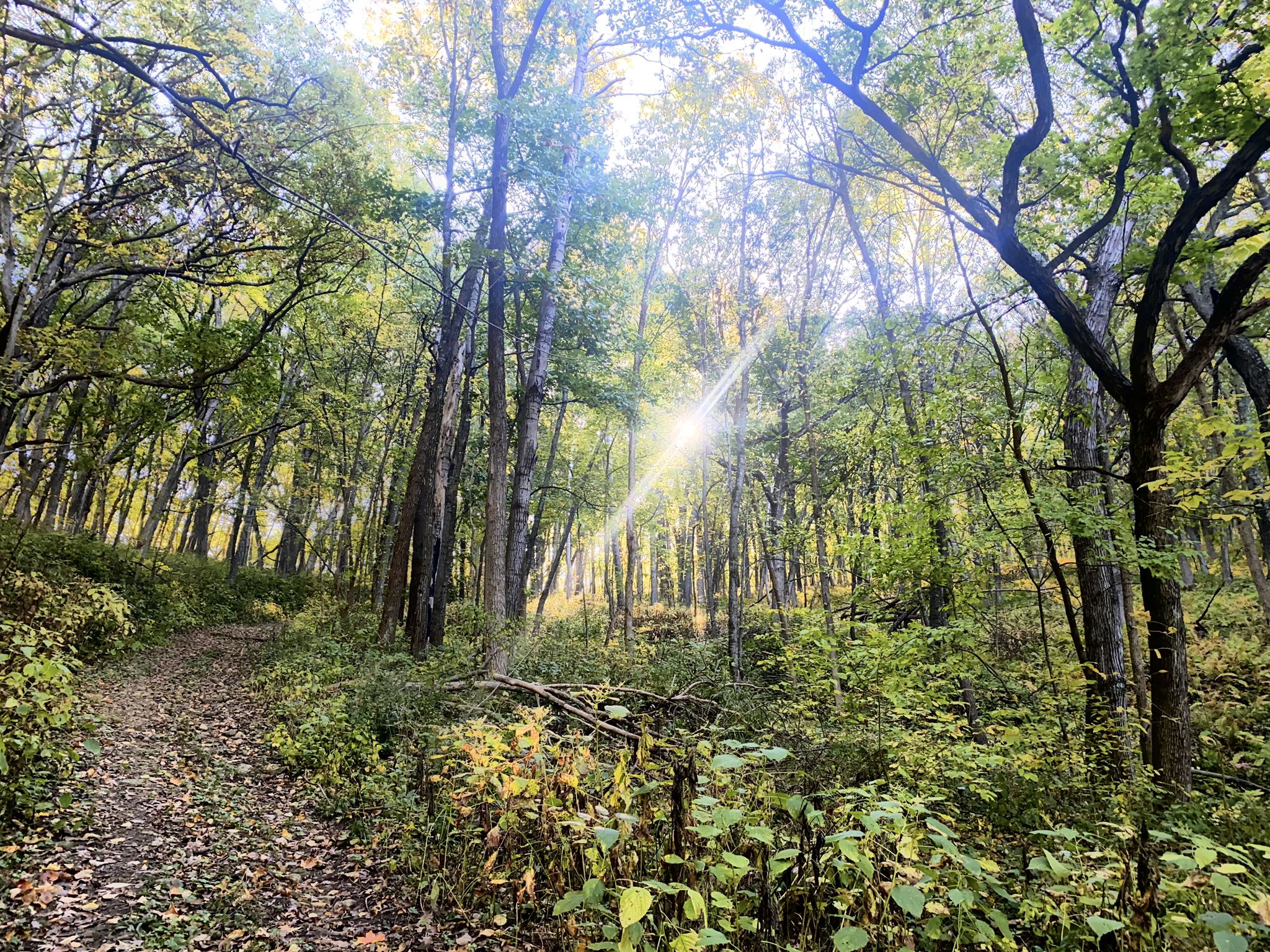 Sunlight streams through a dense forest onto a leaf-strewn dirt path. - Rush Creek State Natural Area Trail