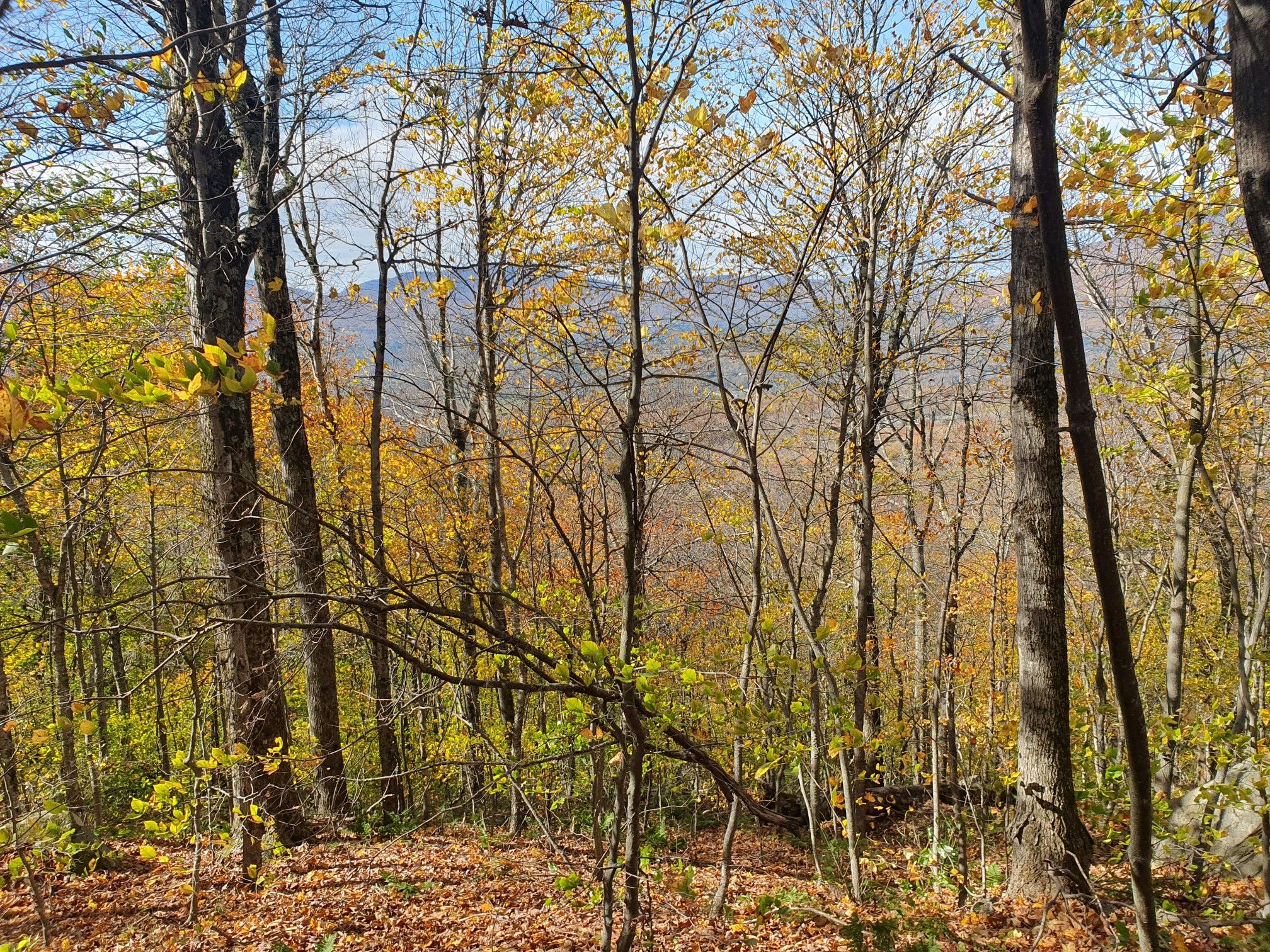 Autumn forest with yellow leaves and distant hills under a bright sky. - Spruce Peak via Long Trail