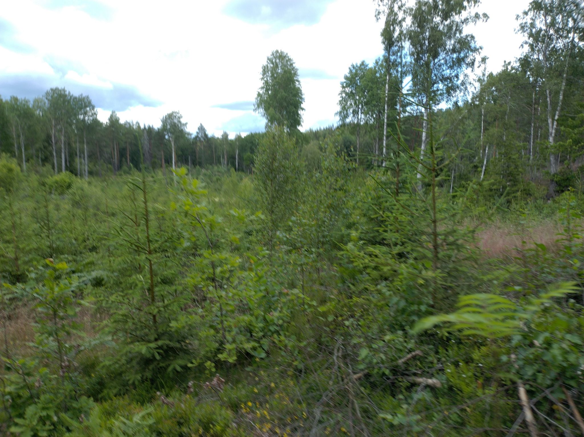 Ålgem