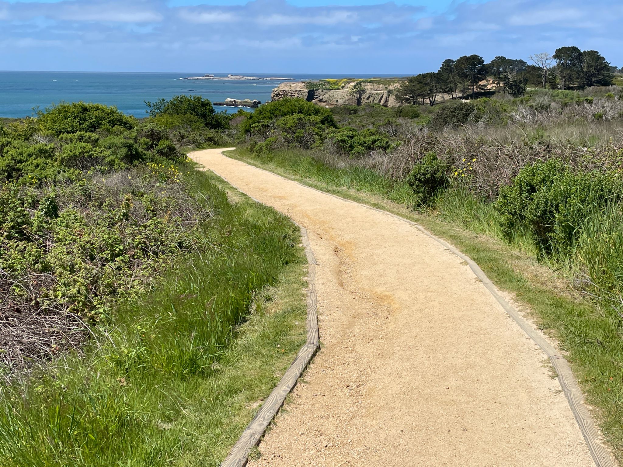 A winding dirt path through green coastal shrubs with the ocean in the distance. - Ocean view – Ano Nuevo Beach Overlook ⛱️ loop from Año Nuevo Island