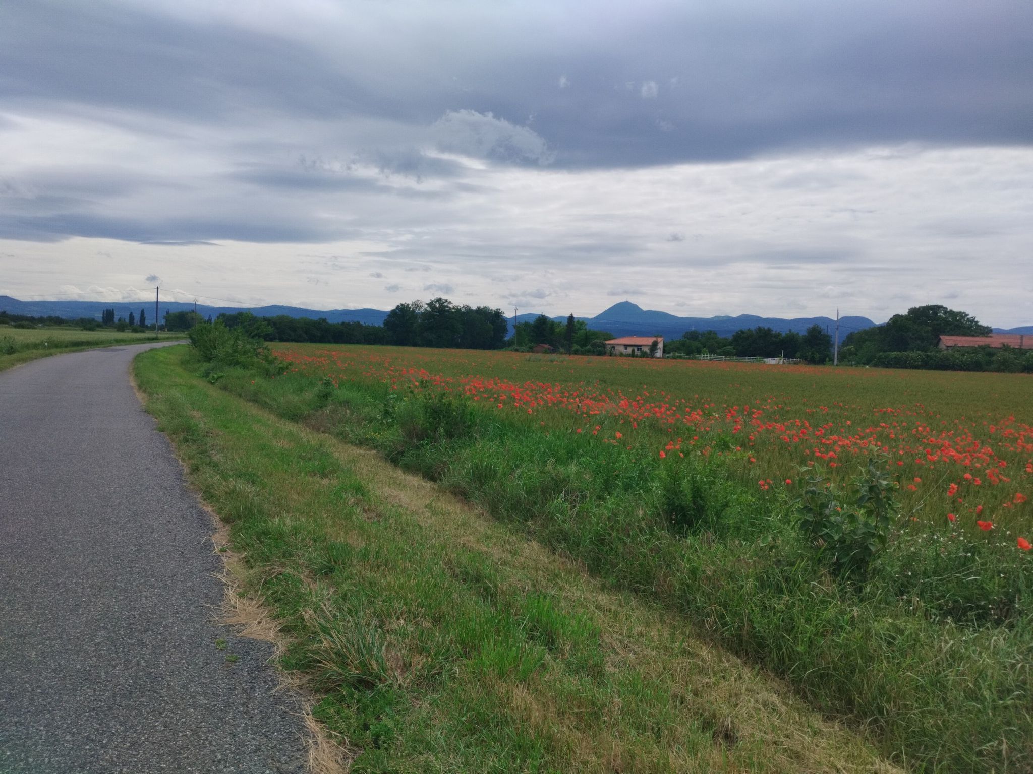 kleine Straße, Mohnblumen und Puy