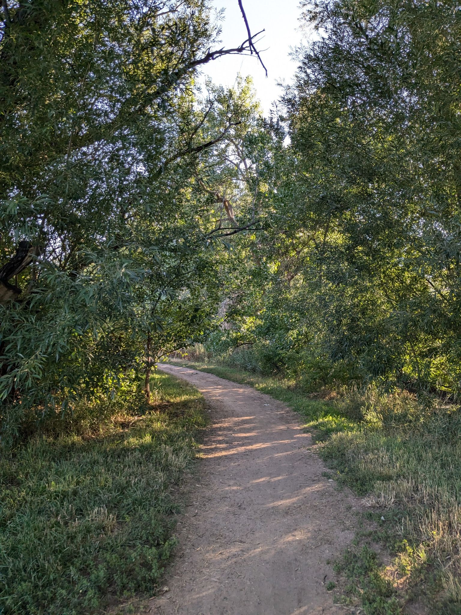 Shaded dirt path winding through dense green trees with dappled sunlight. - Bear Creek Greenway – Centennial Trail loop from National Center for Atmospheric Research