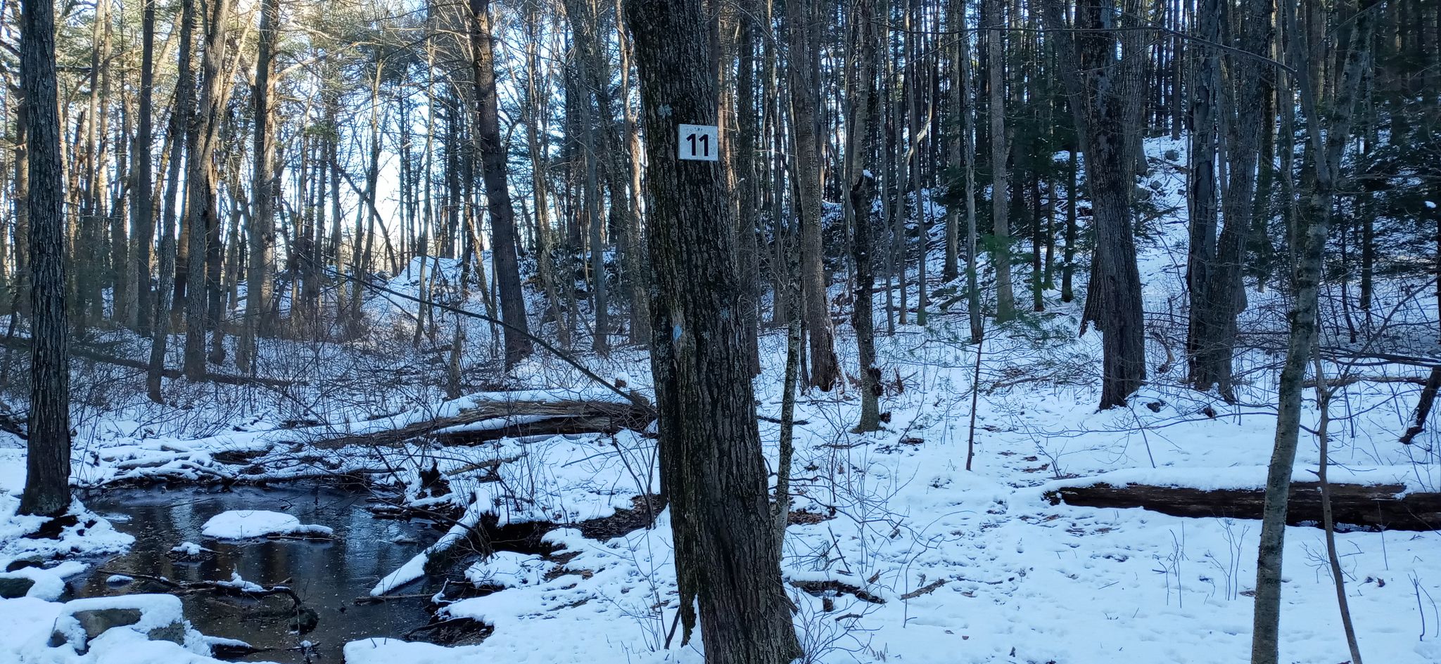 Winter forest with snow, a stream, and a tree marked '11'. - Wilson Mountain Reservation Trail loop
