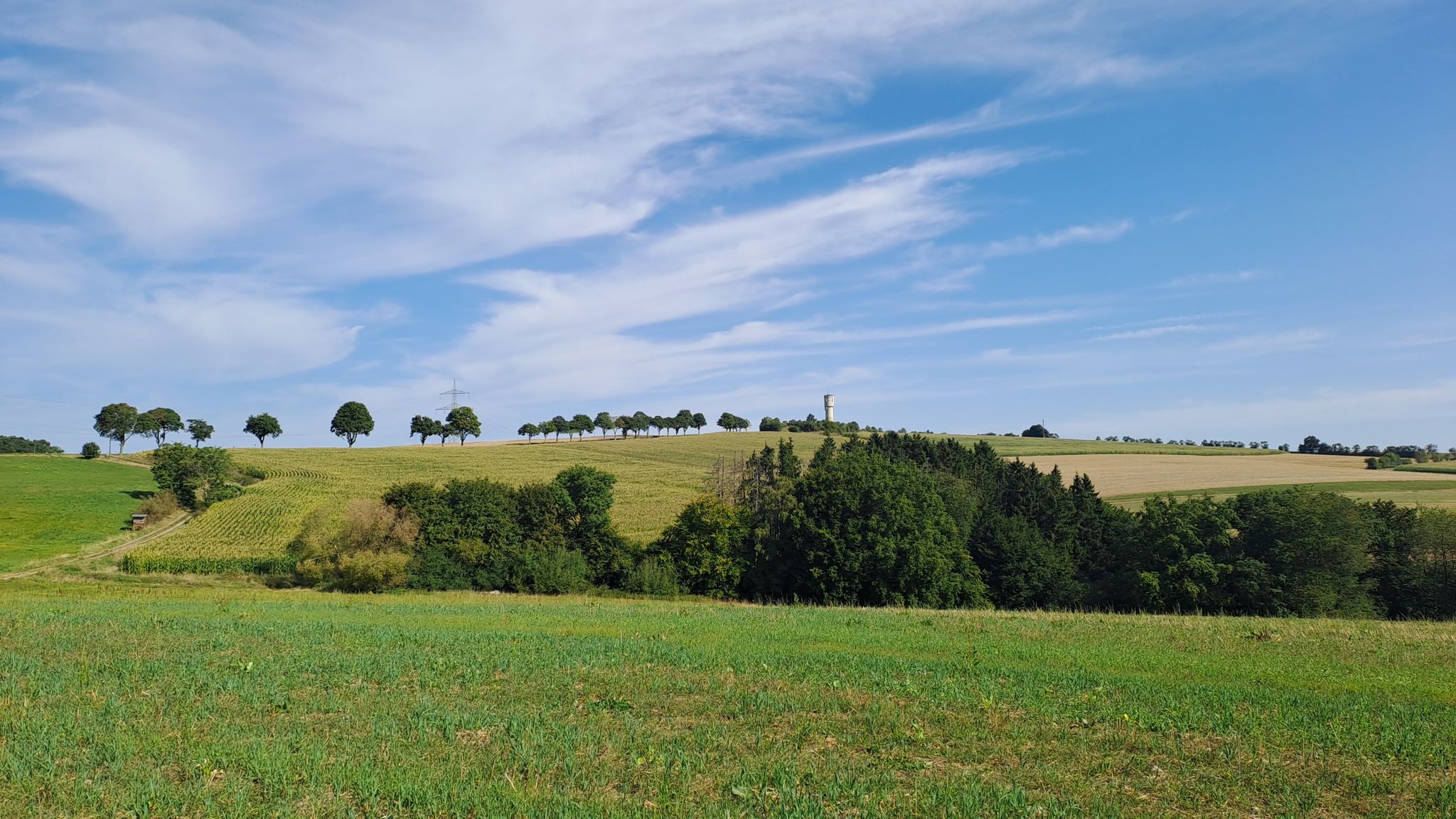 Rosenkopf