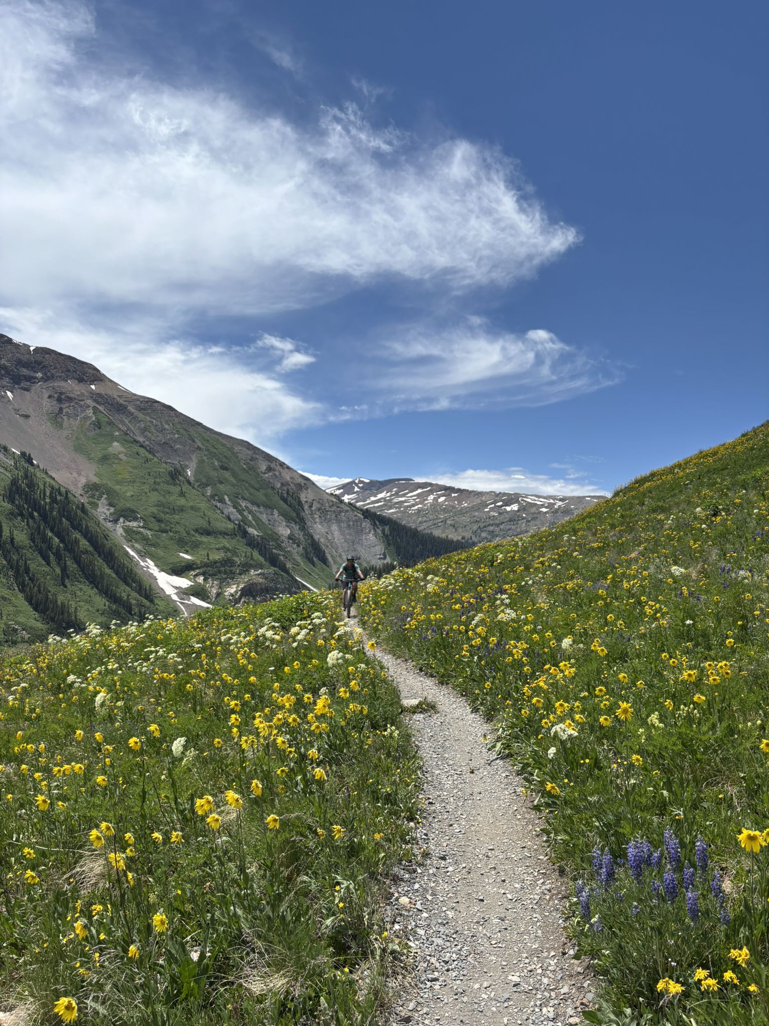 Hiker on a narrow trail through a wildflower-filled mountain meadow, bright day. - Trail 401 Loop