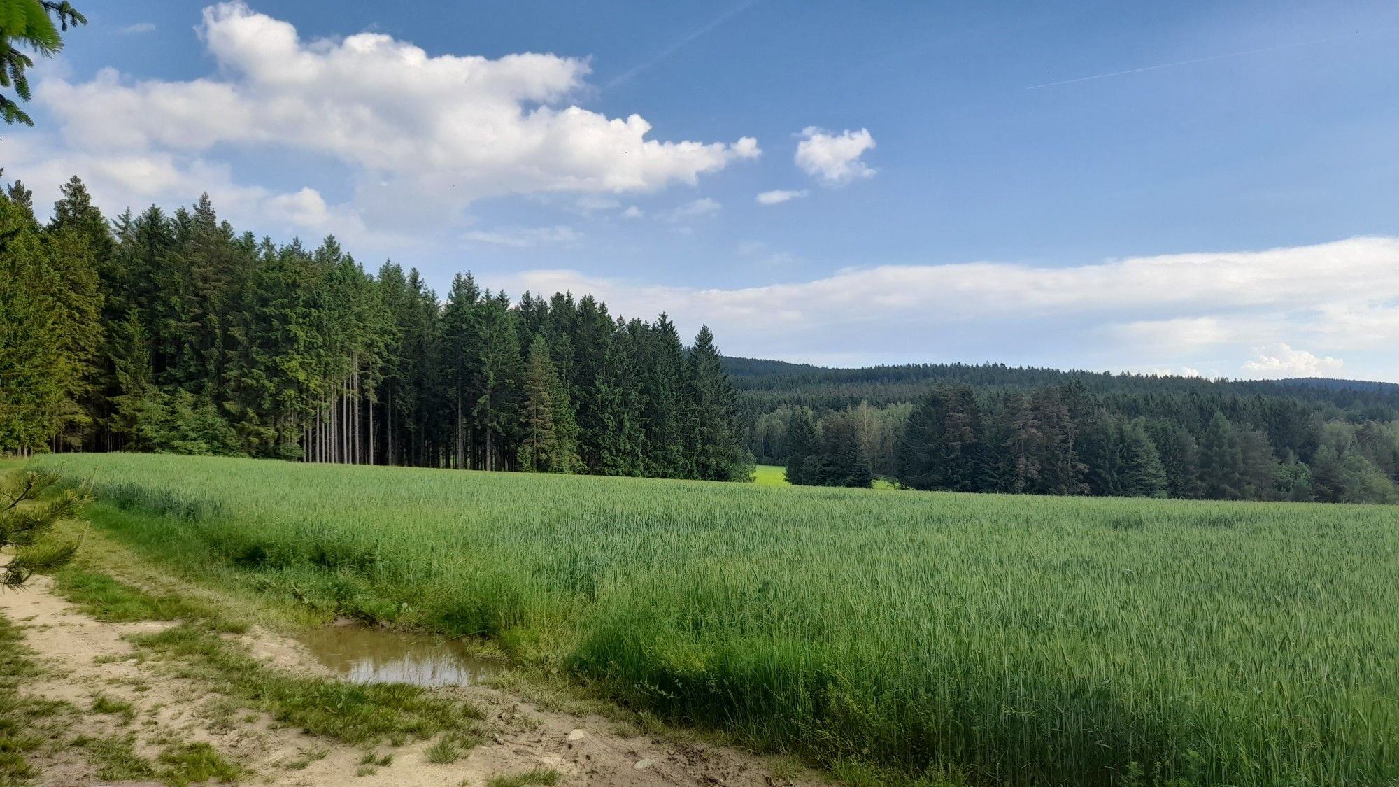 Oberpfälzer Wald