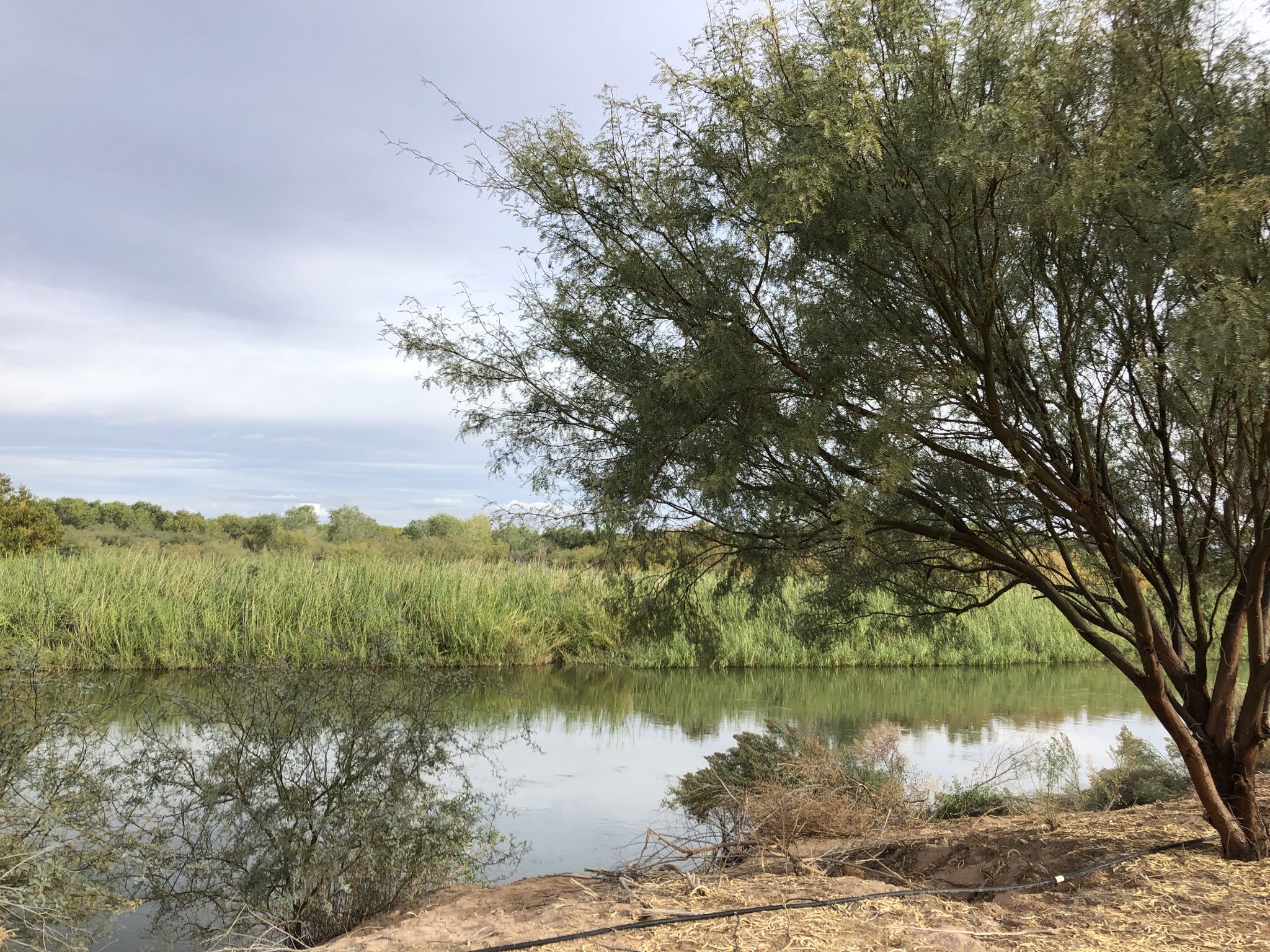 Calm water reflecting an overcast sky, with tall reeds and a tree. - East Wetlands Interpretive Trail loop
