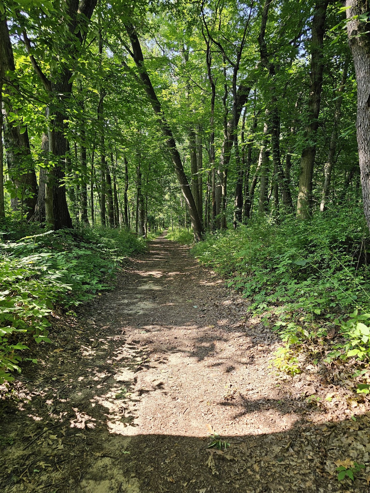 A sun-dappled dirt path winds through a dense green forest. - Quail Hollow Purple Trail