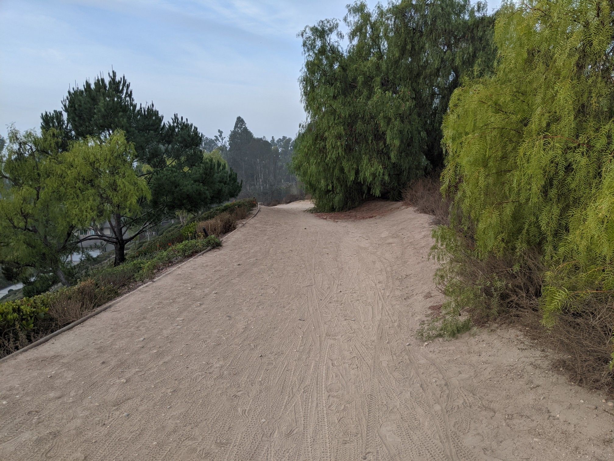 A wide dirt path forks between dense green trees on an overcast day. - Juanita Cooke Trail – Hiltscher Park Trail loop from Fullerton