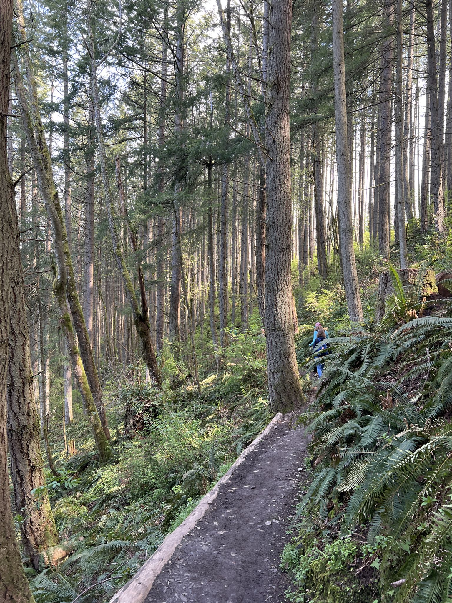 Forest trail winding through tall trees and ferns, with a person hiking. - Oyster Dome Trail