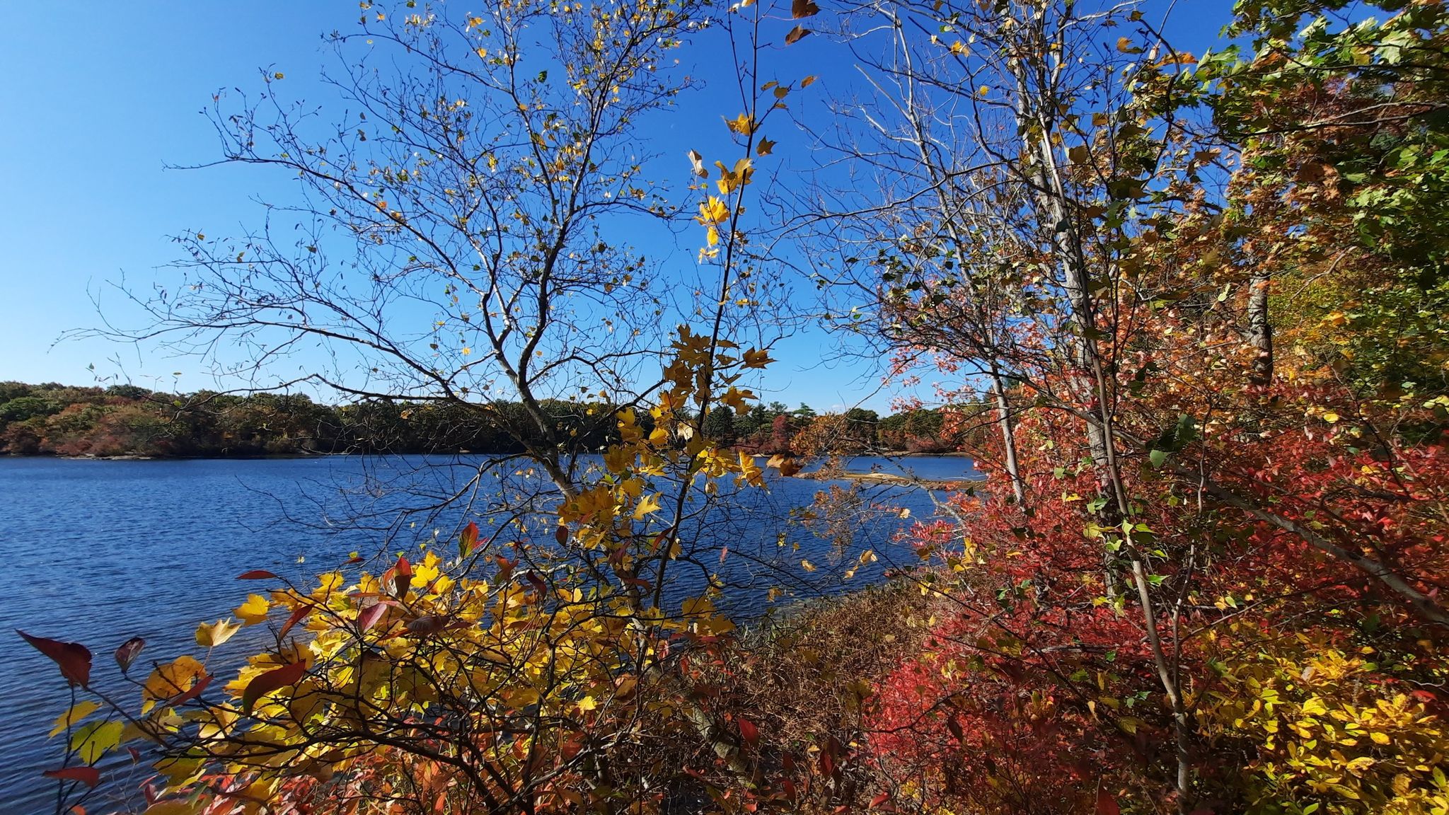Bright autumn day with a blue lake bordered by vibrant red and yellow trees. - Ridge trail loop (short) – Breakheart Reservation
