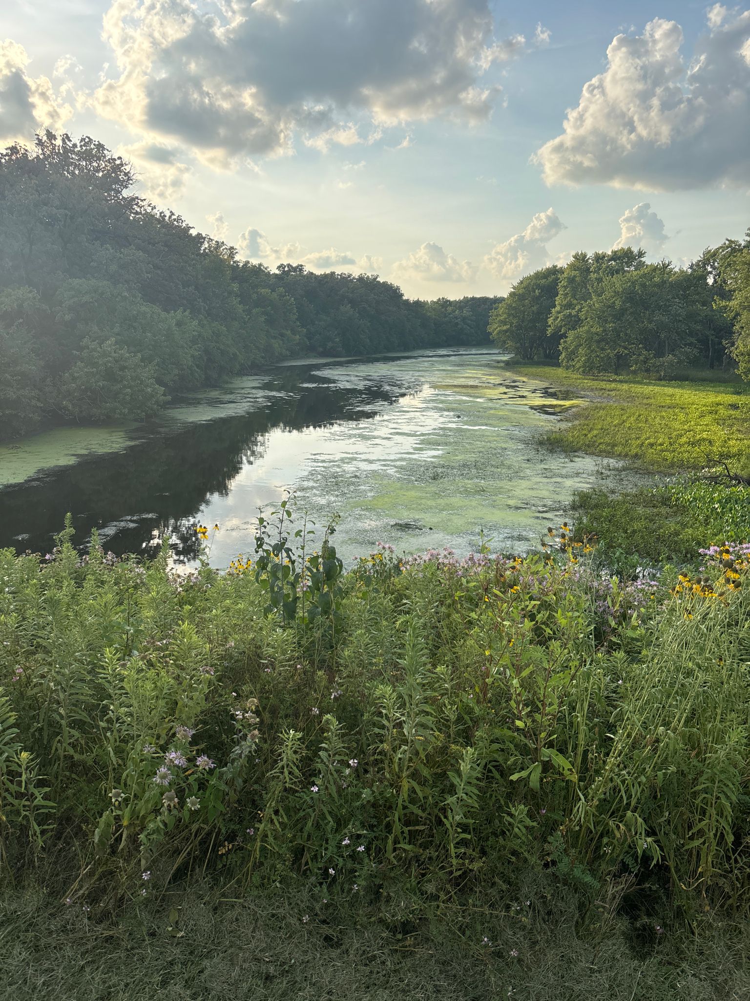 A winding river with green algae flows through lush, sunlit vegetation under a cloudy sky. - West Branch DuPage River and Black Walnut Trail Loop