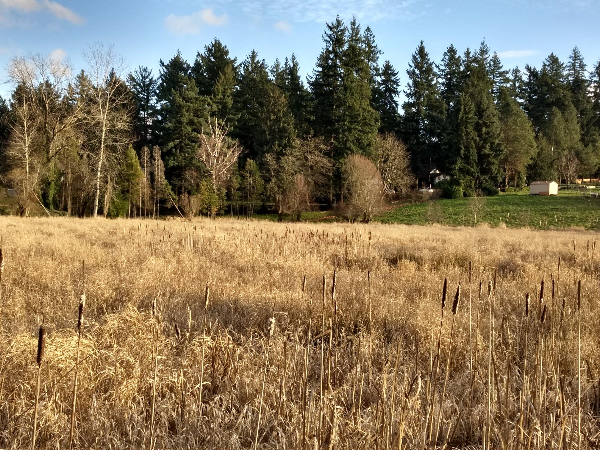 Field of dry golden grass and cattails with a forest in background. - Springwater Corridor – Springwater Corridor loop from Southeast Tacoma/Johnson Creek