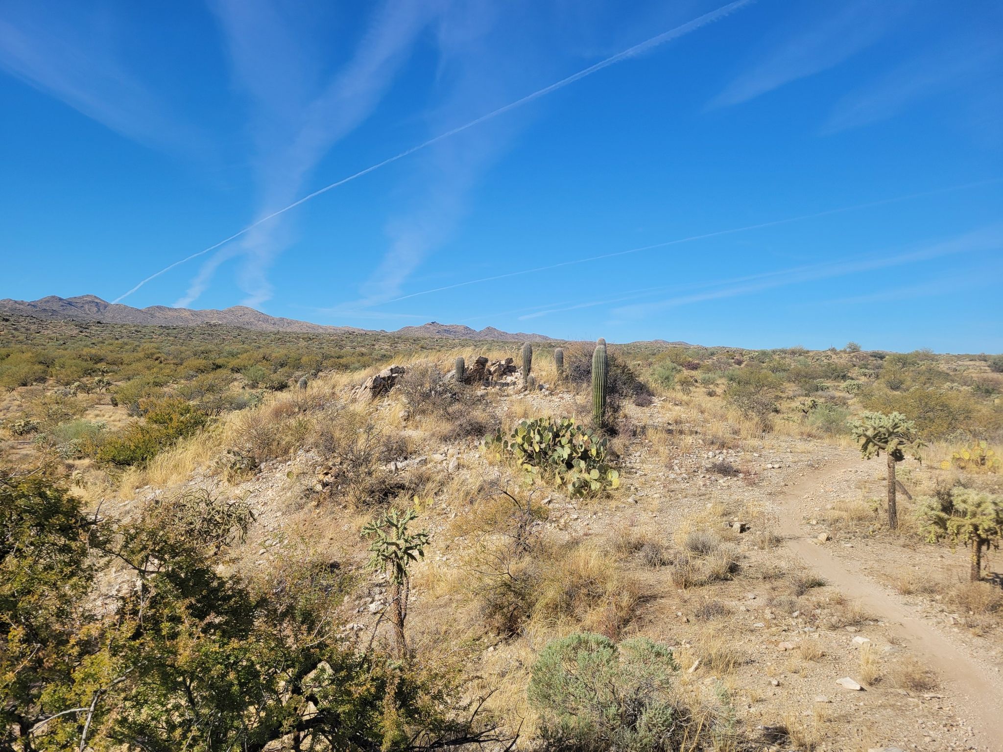 Desert hillside with cacti and a dirt path under a blue sky with contrails. - Honeybee Canyon – Honeybee Canyon loop from Honey Bee Biological Corridor