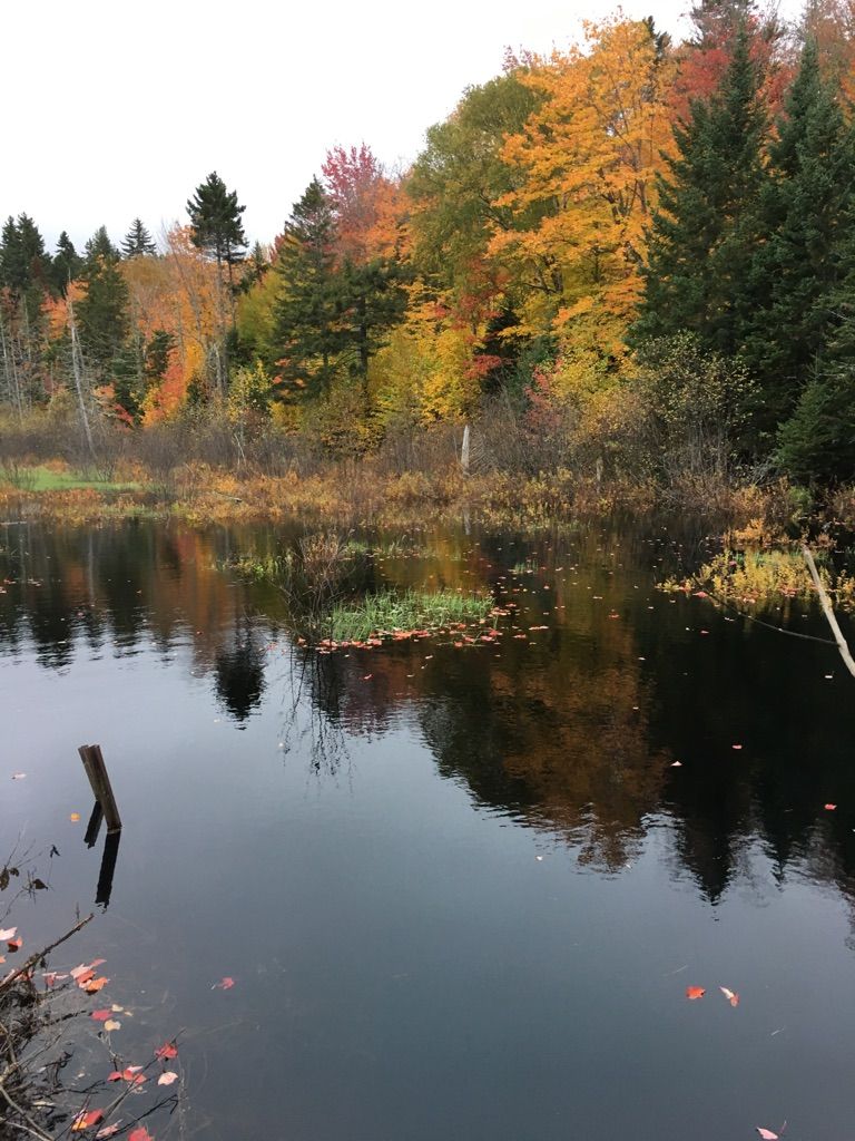 Still pond reflecting colorful autumn trees under diffused light. - East Flagstaff Road
