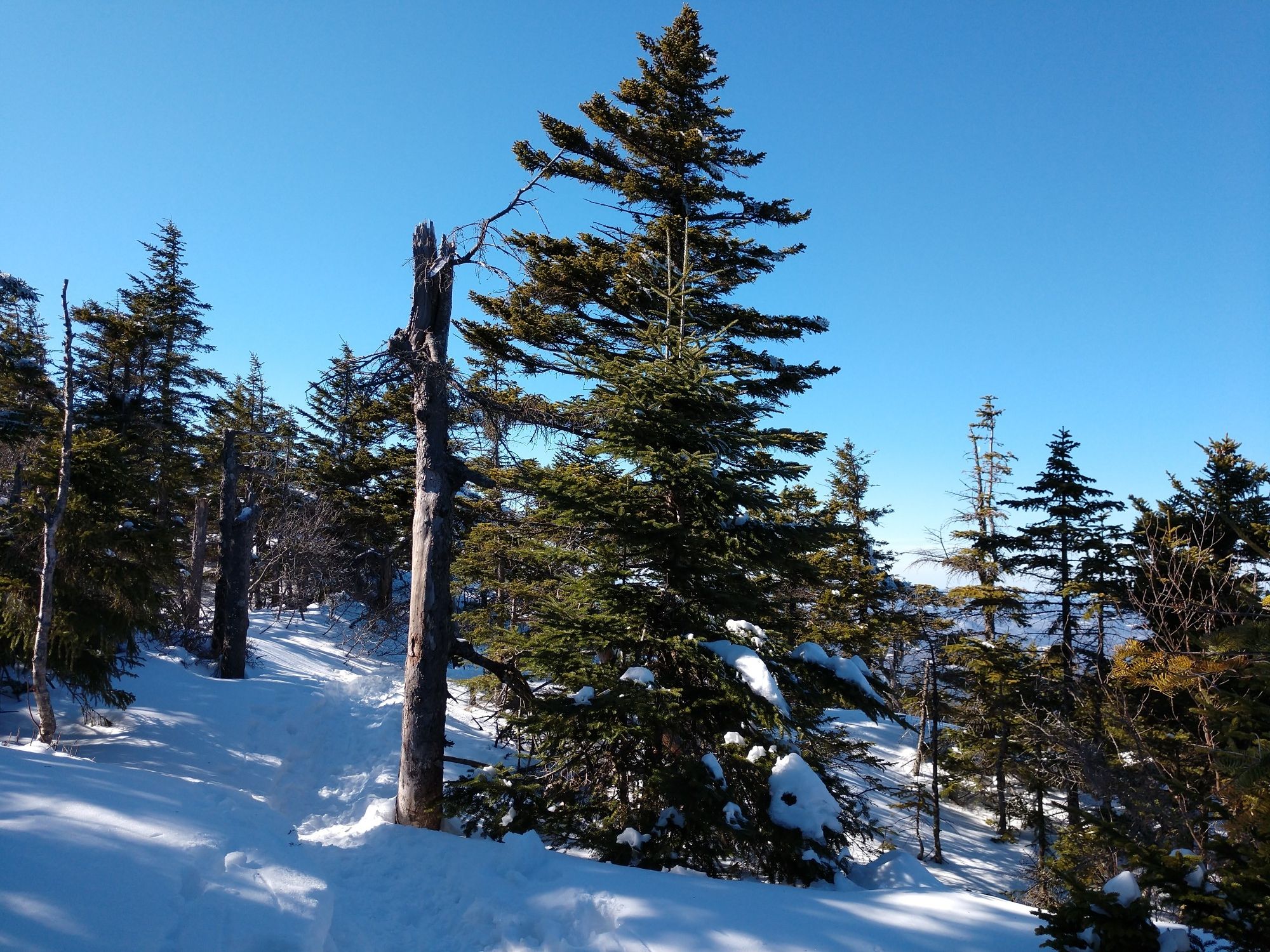 Bright winter scene with snow-covered evergreens and a clear blue sky. - Mount Kearsarge via Winslow and Barlow Trail Loop