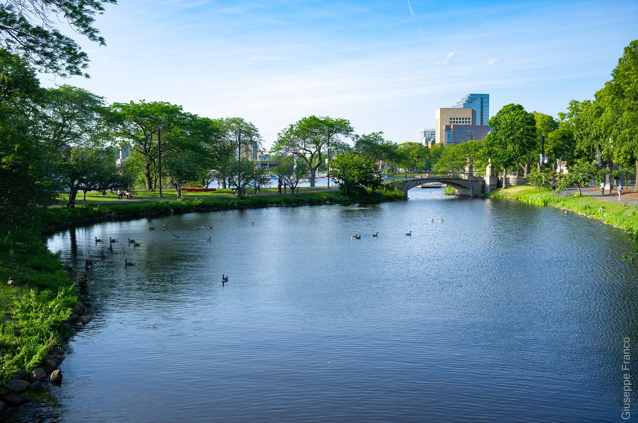 A wide river with ducks, green trees, a bridge, and city buildings under a sunny sky. - Mystic River loop