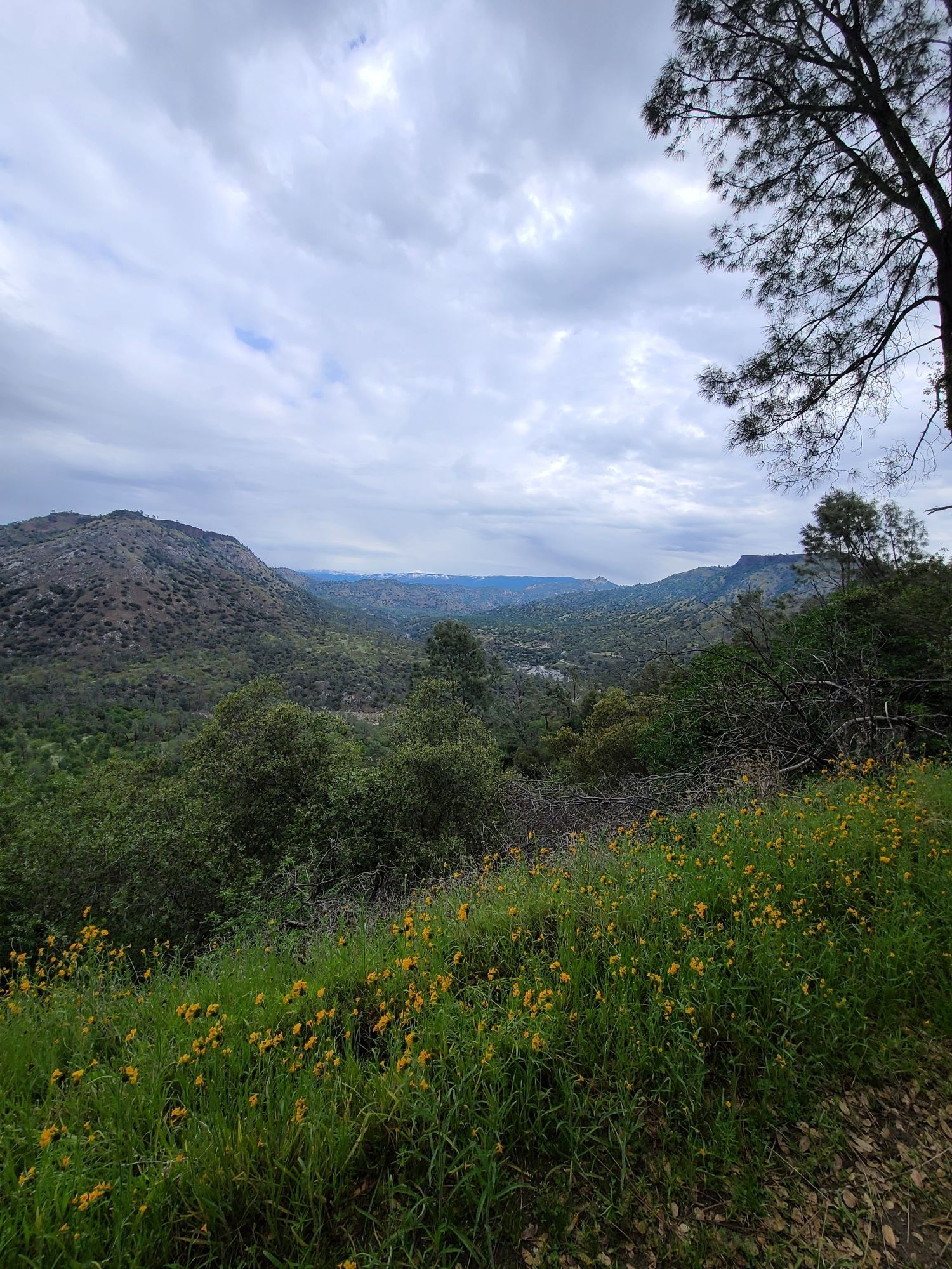 Overcast view of green hills, distant mountains, and yellow wildflowers. - Wellbarn to SJRT