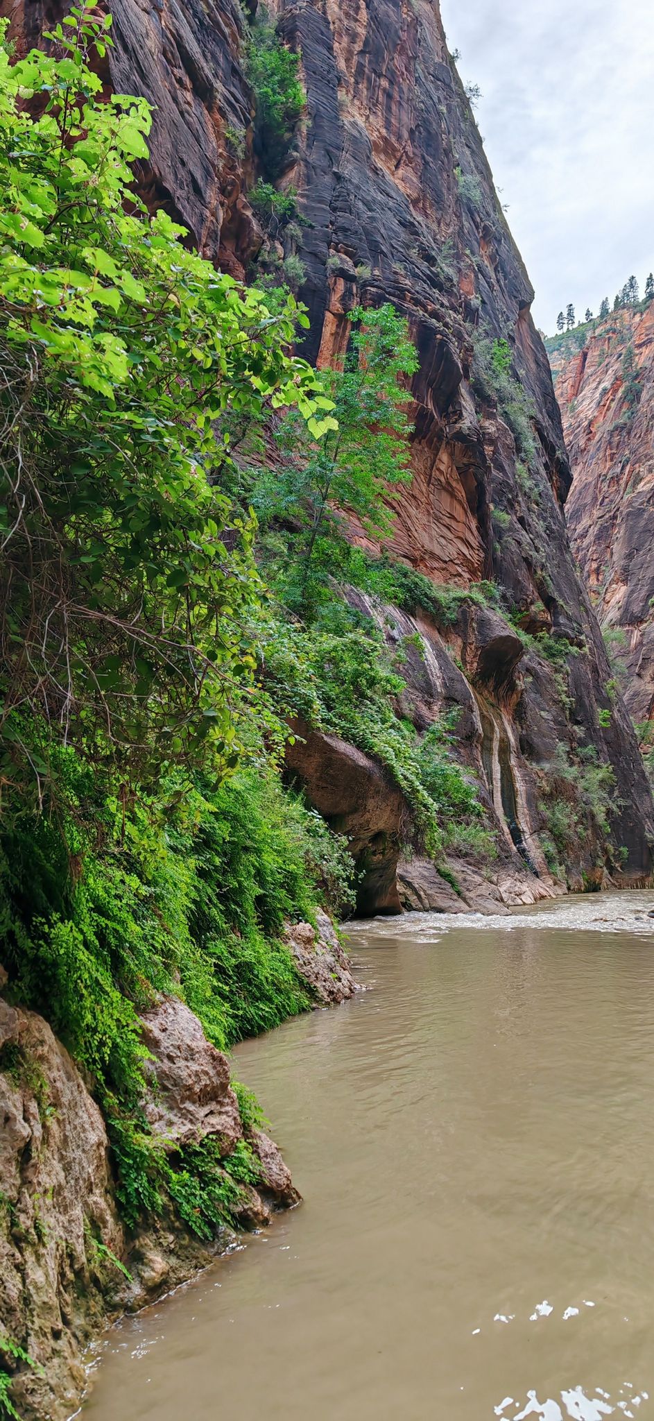 Muddy river flows past a steep canyon wall covered in green foliage. - Zion Narrows Top-Down Hiking Route
