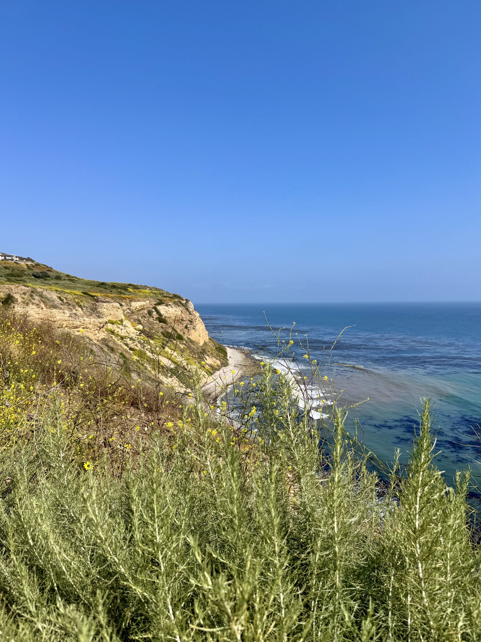 Vibrant green plants in foreground, overlooking a rugged cliff and blue ocean. - Rancho Palos Verdes Coastal Trail