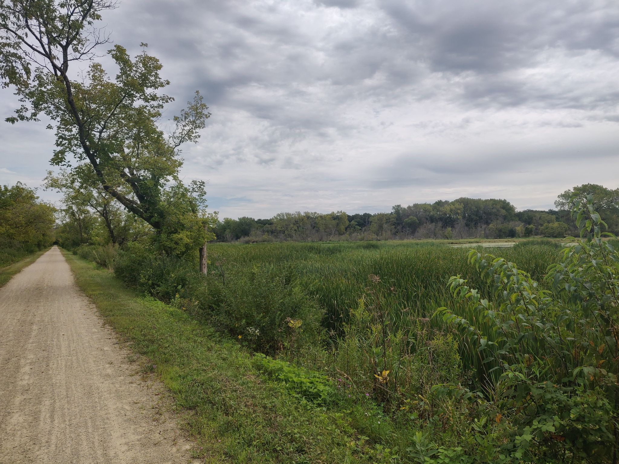 A straight dirt path runs beside a marsh with tall green reeds. - Glacial Drumlin State Trail