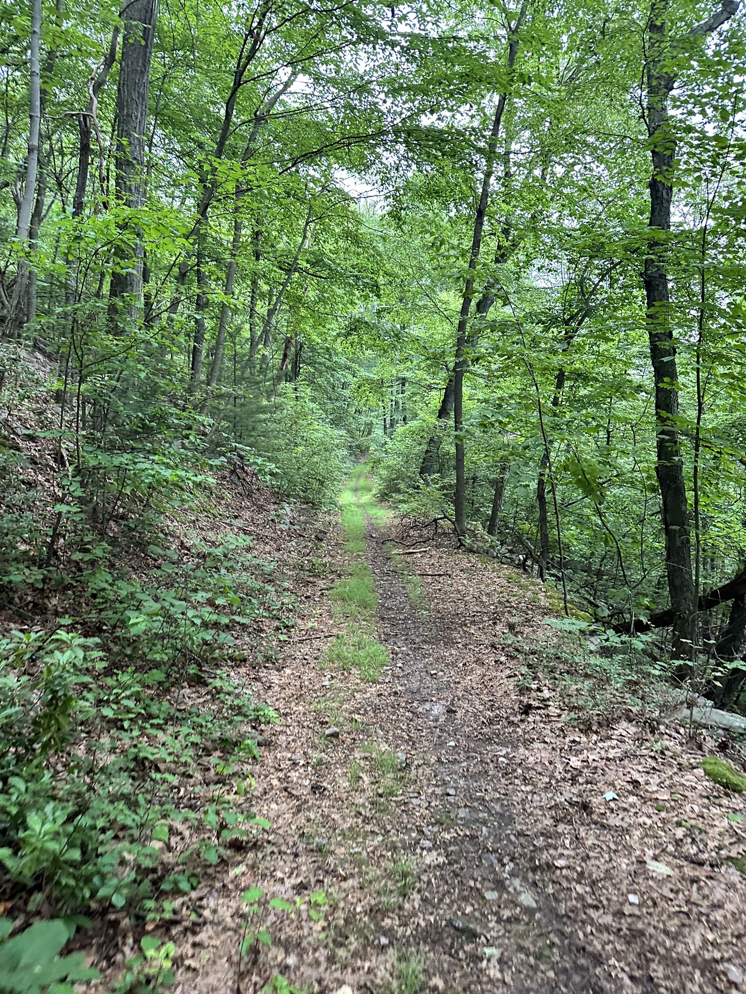 A narrow dirt path winds through a dense, green forest on an overcast day. - Indian Steps and Mid-State Trail Loop