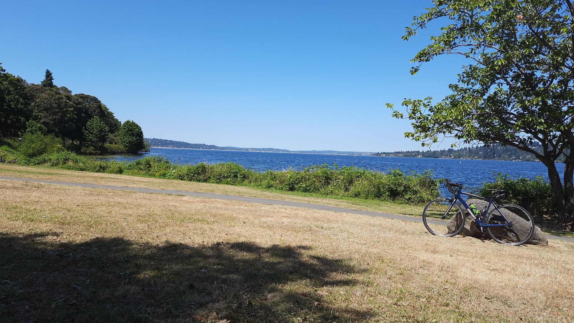 Bicycle under a tree on dry grass by a large lake on a sunny day. - Andrews Bay loop from Rainier Valley