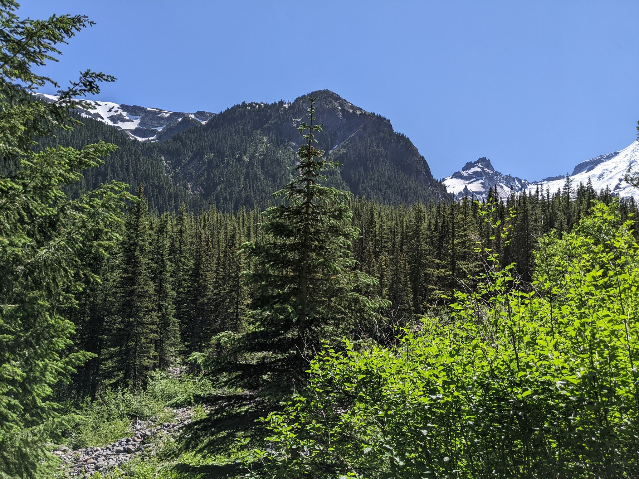 Dense evergreen forest with snow-capped mountains in the background under clear sky. - Steamboat Prow via Glacier Basin Trail