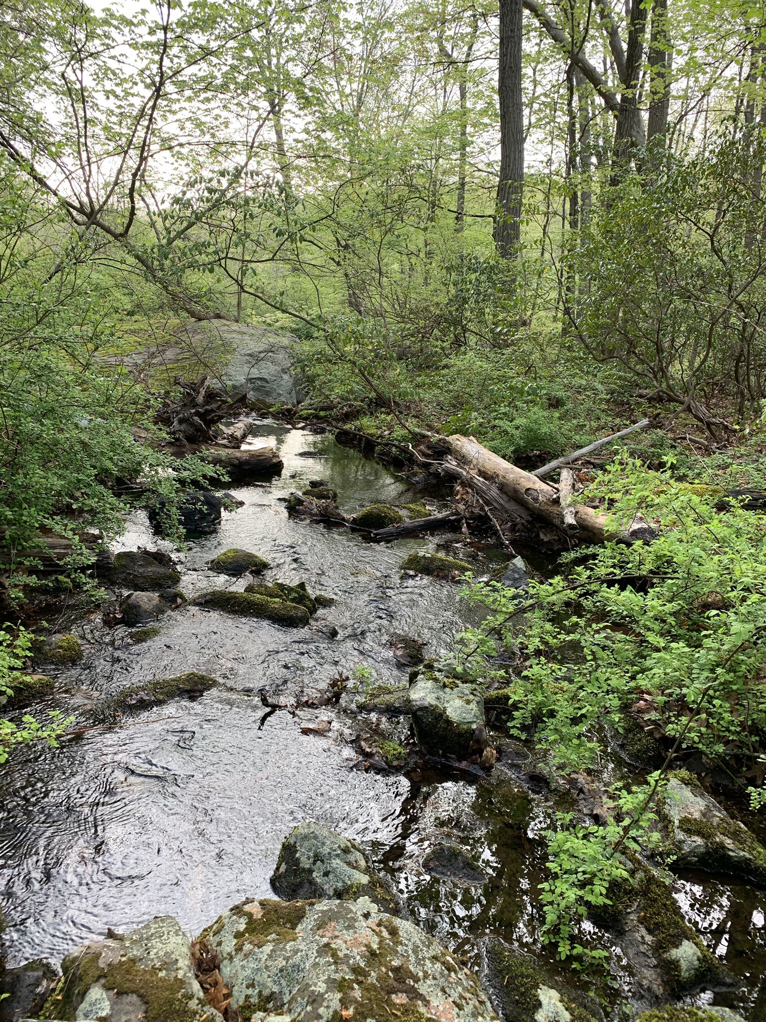 A rocky stream with fallen logs winds through a dense green forest. - Beech Trail and Red Cross Trail Loop