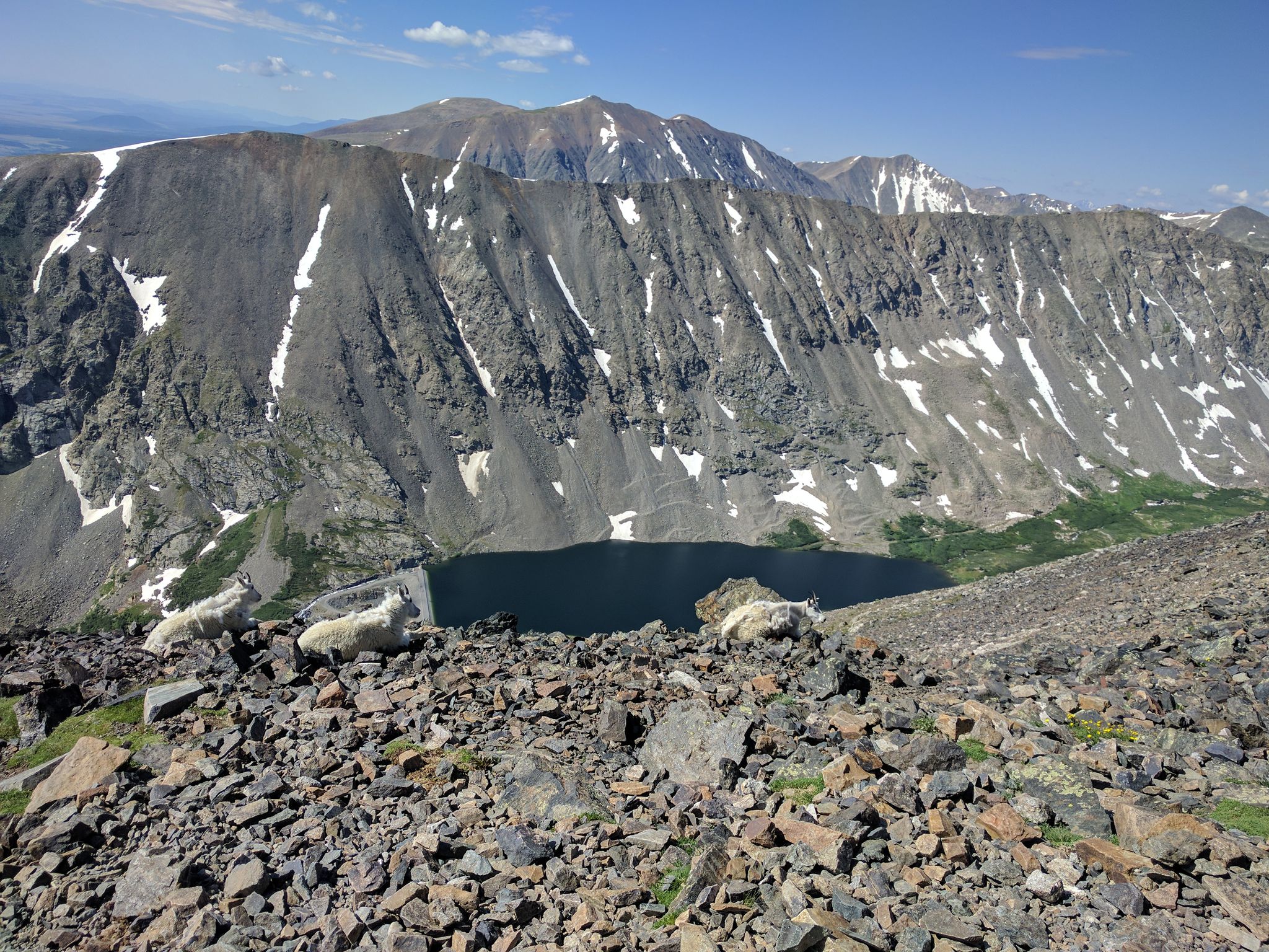 Three mountain goats on a rocky slope overlooking a dark lake. - Quandary Peak Trail