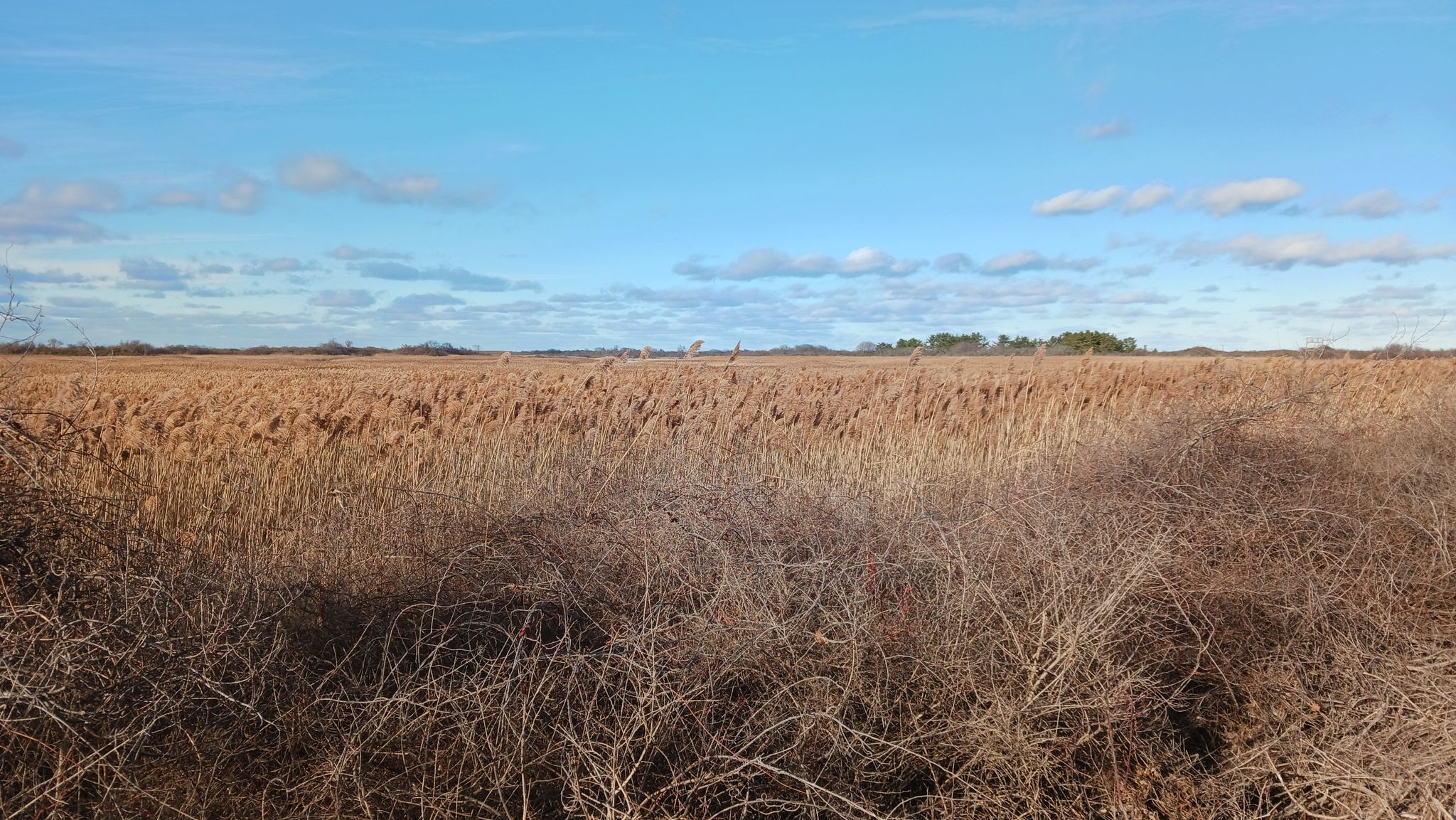 Expansive field of golden-brown dry grass under a bright blue sky. - Sandy Point State Reservation loop from Knockers Hole