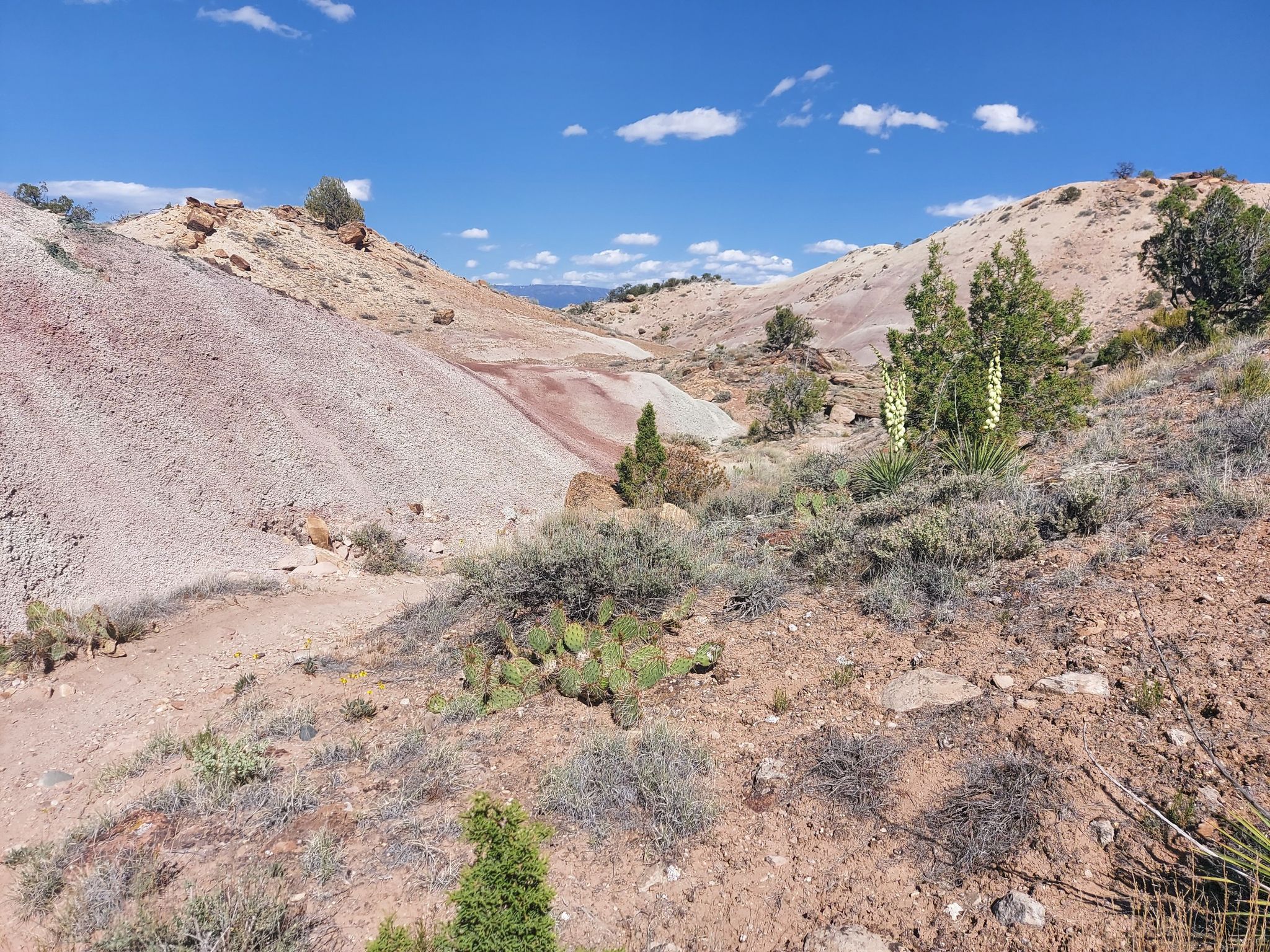 Colorful desert hills with yucca plants and cacti under a blue sky. - Gunny Loop Trail