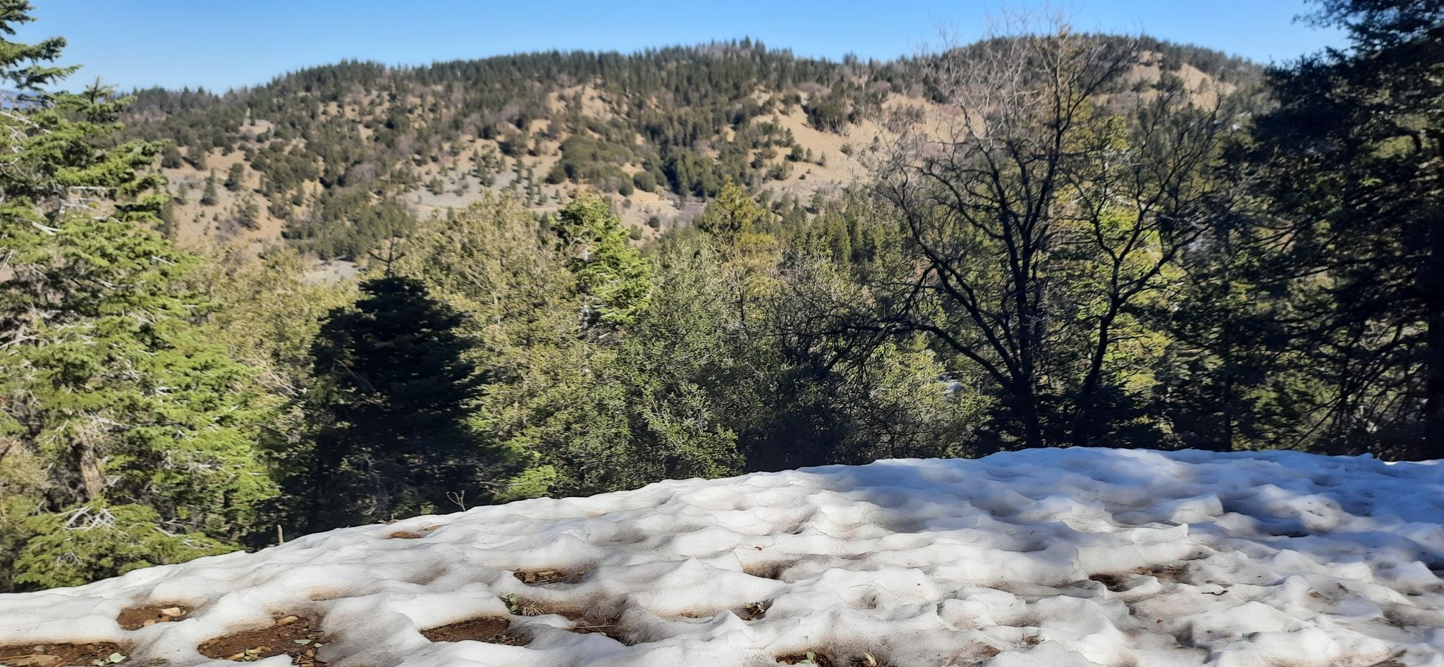Melting snow in the foreground, with a dense green forest and hills beyond. - Tehachapi Mountain Trail