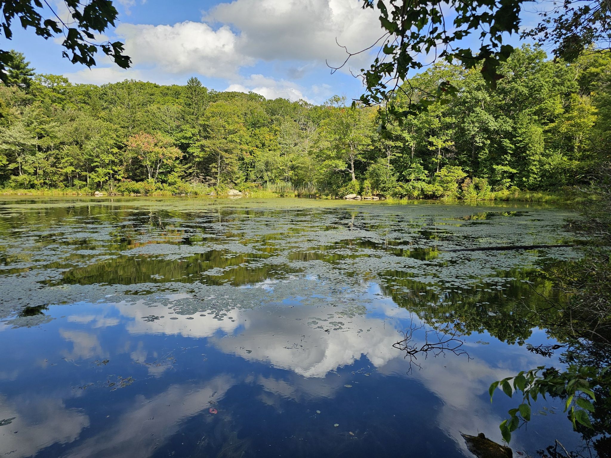 Calm lake with lily pads reflecting clouds, surrounded by green forest. - Benedict Pond Loop Trail