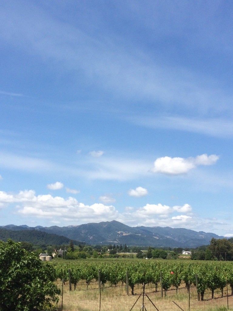 Green vineyard rows stretching towards distant mountains under a bright, cloudy sky. - Silverado Trail