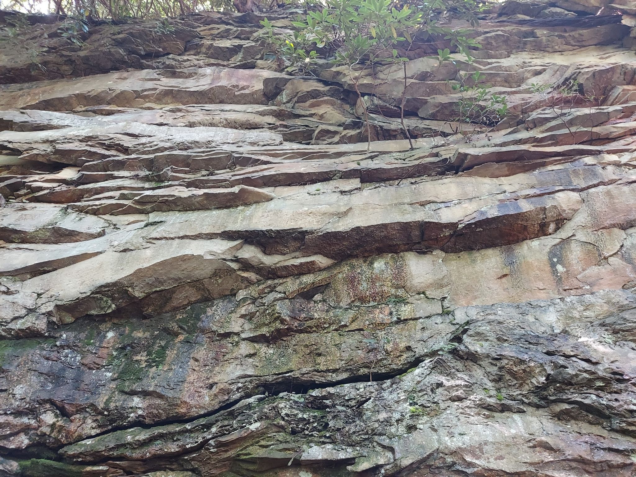 Close-up of a textured, layered rock cliff with small green plants. - Grandview Main Overlook – Castle Rock Trail loop from Grandview