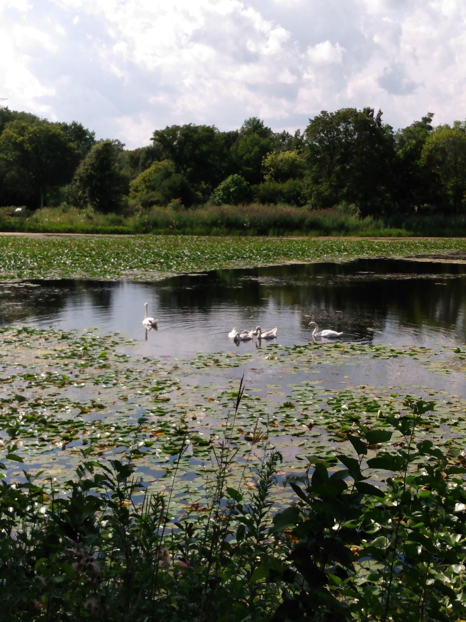 Swans and cygnets swim on a lily pad-covered lake under a bright, cloudy sky. - Lake Katherine Trail