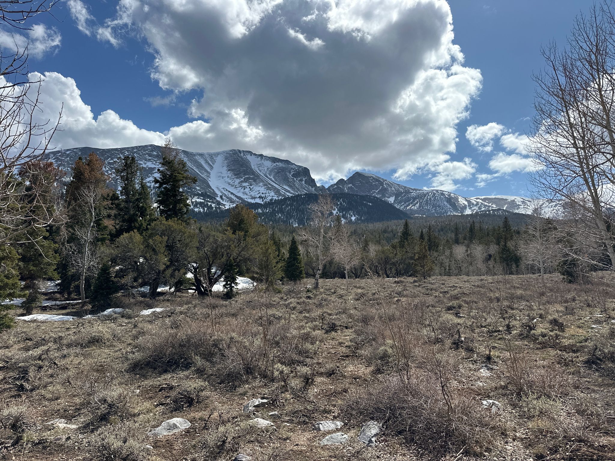 Expansive view of snow-capped mountains behind a forest and dry field. - Lehman Creek Trail