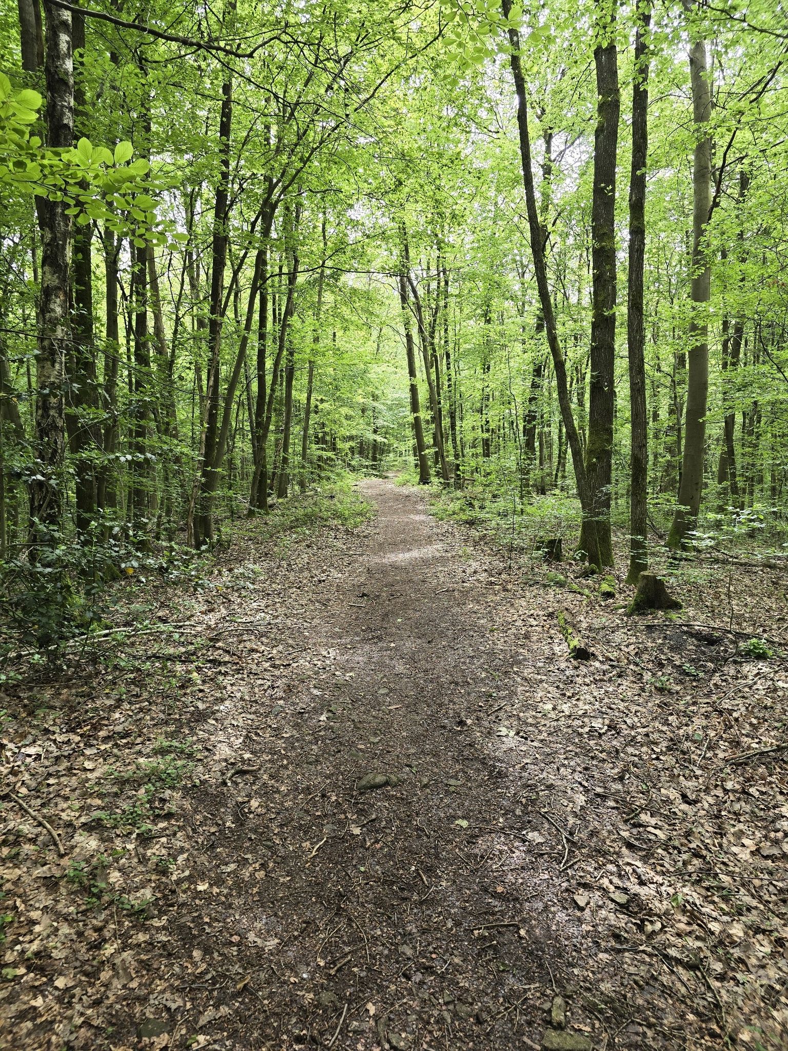 Waldweg