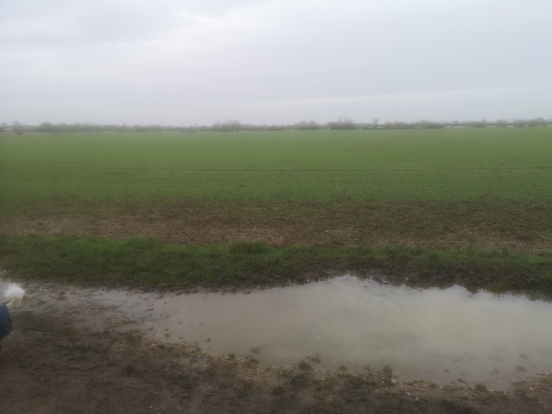 muddy puddle today